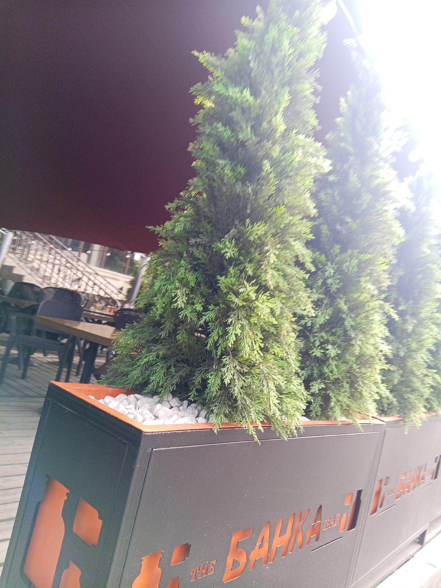 The image captures an outdoor seating area, likely a cafe or restaurant, with several tall, green coniferous trees in planters. The planters themselves are dark gray, rectangular, and feature cut-out designs of bottles and the Cyrillic word "БАНКА" (Banka), which translates to "Jar" or "Bank". In the background, tables and chairs are visible under a large, dark red awning. A staircase with a metal railing is also present in the background. The lighting suggests it is daytime, with a bright, possibly overexposed, light source in the upper right corner. Based on the Cyrillic text on the planters, this establishment is likely located in Almaty, Kazakhstan. There are no people visible in the image.