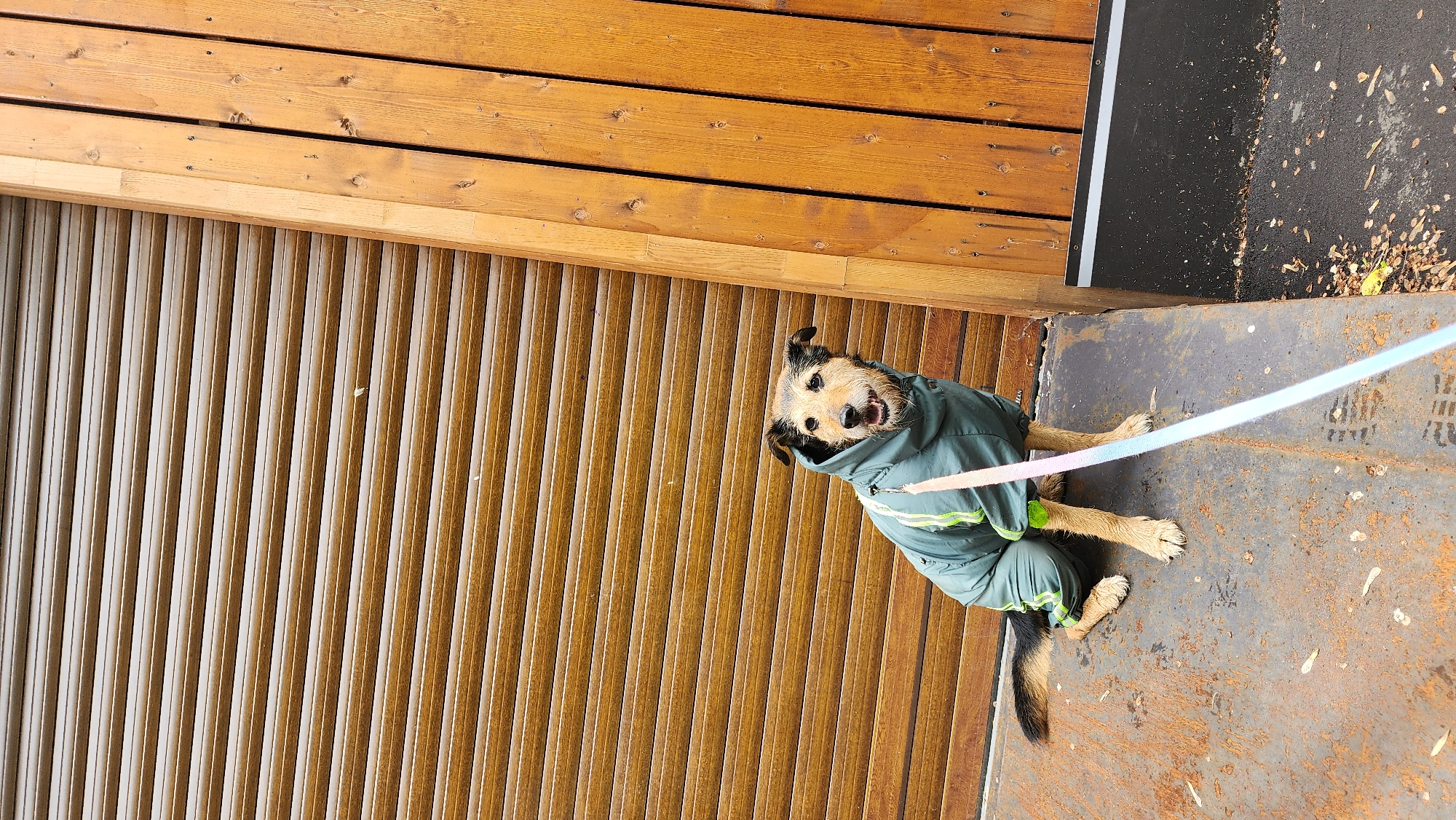 A medium-sized, light brown and black terrier-mix dog wearing a green rain suit with neon green accents is sitting on a metal platform with a blue and pink leash attached to the suit. The dog is looking up and to the right of the frame with its mouth slightly open. To the left of the dog is a wall constructed of vertical wooden slats. Above the dog, a section of the roof or overhang is visible, made of horizontal wooden planks. To the right, a black surface extends into the frame, showing signs of wear and scattered leaves or debris. The location appears to be an outdoor area, possibly a covered walkway or the entrance to a building. While specific details are not available to confirm, the overall setting suggests a somewhat urban or suburban area and I cannot identify Moscow, Russia.