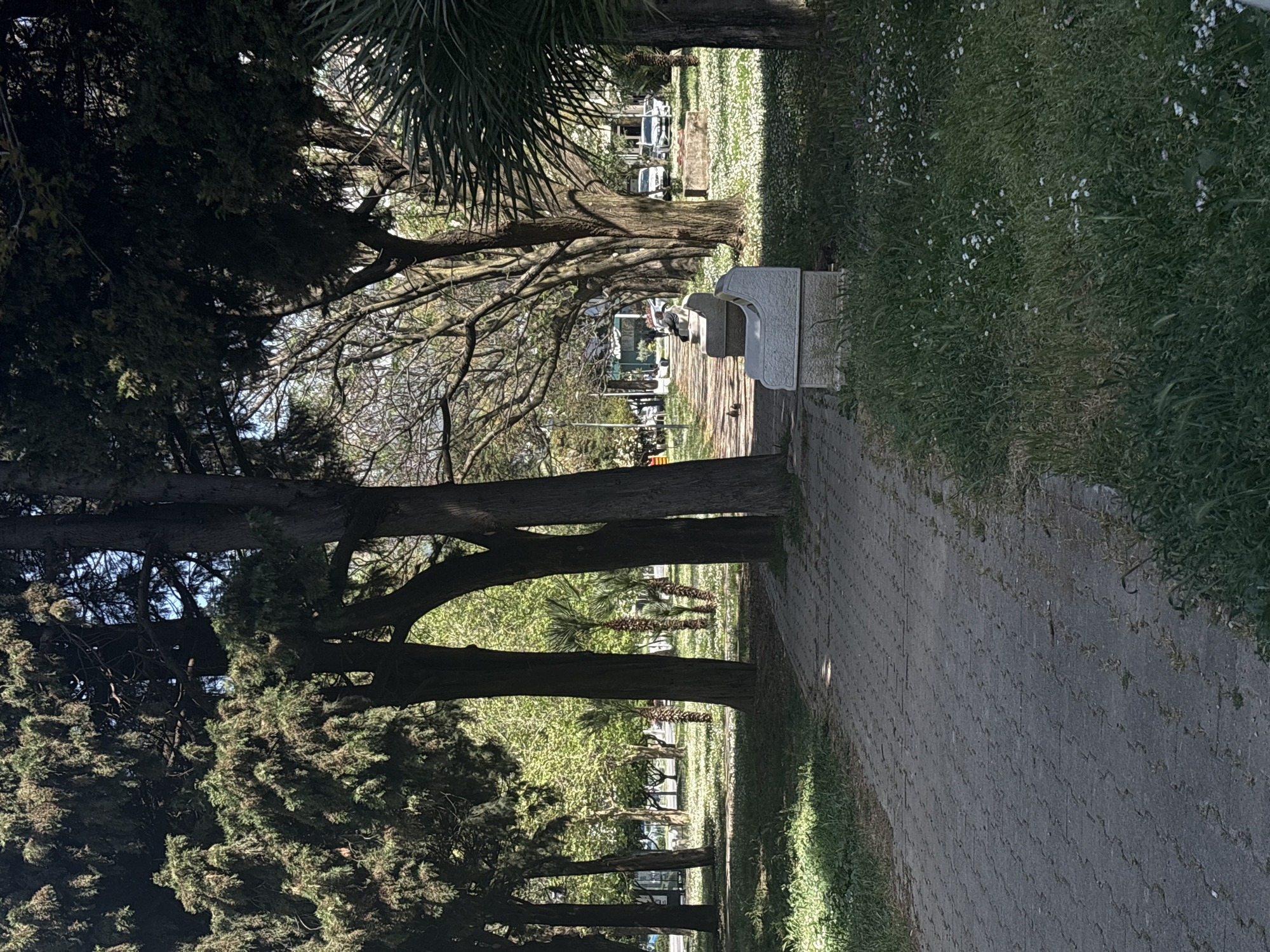 The image captures a serene outdoor scene, likely a park or promenade, under bright daylight. A paved walkway, constructed from grey interlocking pavers, stretches from the foreground towards the background, slightly curving.
To the left of the path, a dense line of mature trees creates a shaded canopy. These trees include dark green conifers with rich foliage, some deciduous trees with lighter green leaves or bare branches, and a prominent palm tree with large fronds visible in the upper left. Several light-colored stone benches are positioned along this side of the path, inviting rest. One central bench features a small, indistinct sculpture or figure on its top surface.
On the right side of the walkway, a wide strip of lush green grass is visible, liberally dotted with small white flowers, suggesting a meadow-like appearance.
In the background, beyond the trees, there are glimpses of what appear to be parked cars and distant buildings, indicating an urban or town environment. The clear lighting and visible shadows confirm a sunny day, likely late morning or early afternoon. The scene is devoid of people or overt activity, conveying a tranquil and inviting atmosphere. No discernible text is visible within the image. The variety of trees, including palms, aligns with the coastal climate of Bar, Montenegro.