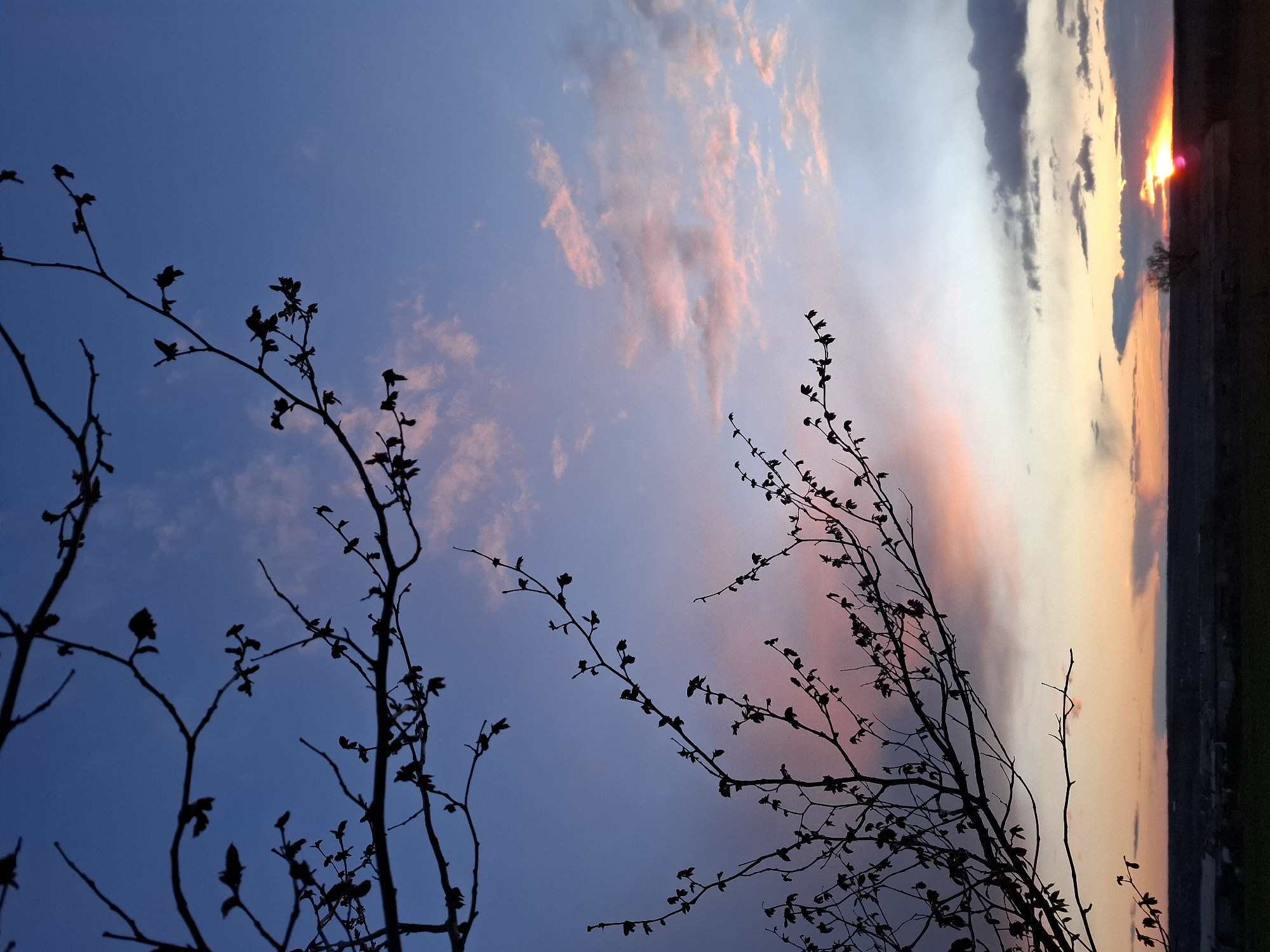 The image captures a picturesque sunset scene, viewed through the silhouetted branches of trees, likely in late winter or early spring as the branches appear bare or just budding with small leaves. The sky transitions dramatically from a deep blue at the top, through soft purples and pinks marked by wispy clouds, to vibrant oranges and yellows near the horizon on the right side of the frame.
The sun, a bright orange-red disc, is visible on the horizon, partially obscured by darker clouds that also streak across the middle distance of the sky. In the foreground, intricate dark silhouettes of tree branches extend from the left and bottom, reaching into the colorful sky, adding depth and a natural frame to the view. A dark, indistinct landmass or distant tree line is visible on the far horizon, blending with the fading light.
The scene evokes a sense of tranquility and the natural beauty of twilight. There are no people visible, nor any discernible man-made structures beyond the distant, generalized horizon. No text is present in the image. The setting is in Khlevnoye, Russia.