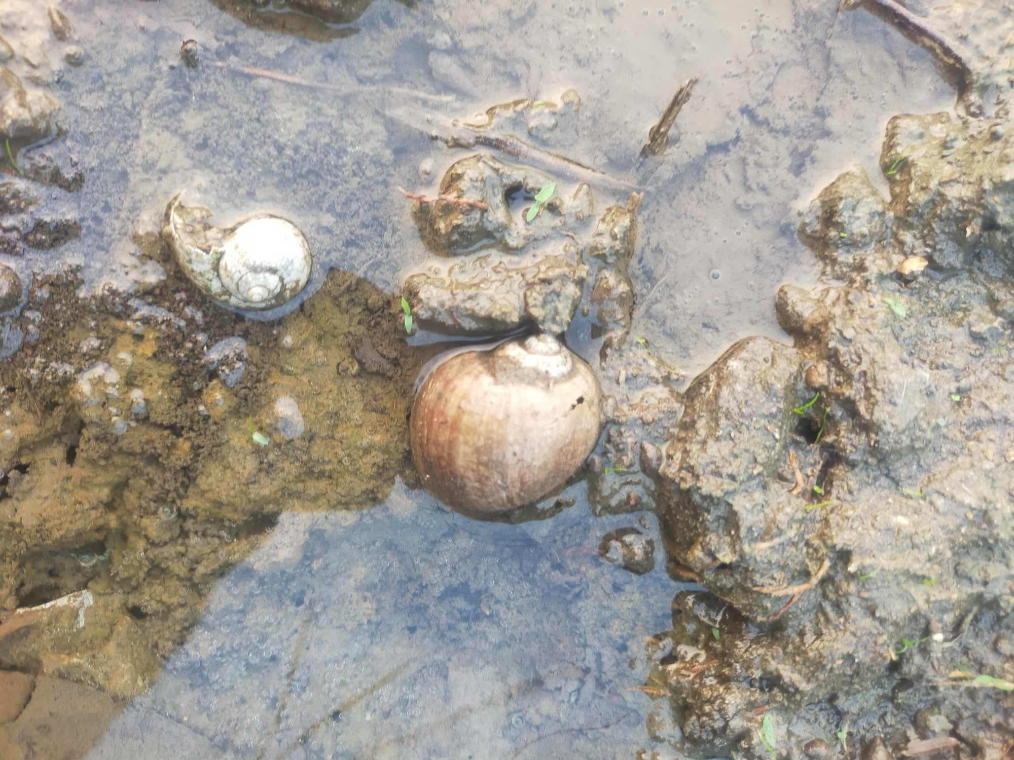 Two snail shells are visible in shallow water and mud. One shell, which appears to be empty and broken, is white and located in the upper left portion of the image. The second shell, which is larger and intact, is brown and situated in the center of the image. The surrounding environment is muddy with some small rocks and debris, suggesting it might be a natural area or a roadside drainage ditch in Dukuhwaru, Indonesia. There are no people or ongoing actions depicted.