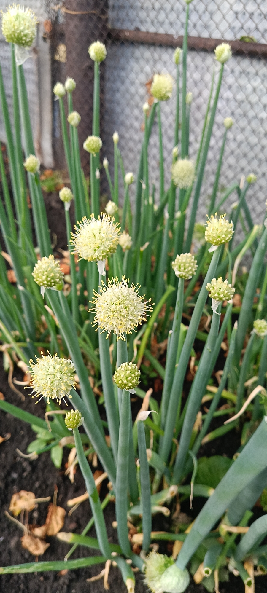 A close-up, eye-level shot focuses on a patch of blossoming green onions in Хохлы, Russia. The green onions are in various stages of development, with some bearing spherical, pale yellow flower heads adorned with thin, wispy stamens, while others display tight, green buds. The long, slender green stalks of the onions are prominent, some reaching upwards and others arching slightly. The background is softly blurred, revealing a chain-link fence with a wooden post and some indeterminate foliage. The ground beneath the onions is dark soil with a scattering of dry, brown leaves. The overall impression is one of a natural, slightly unkempt garden or planting.