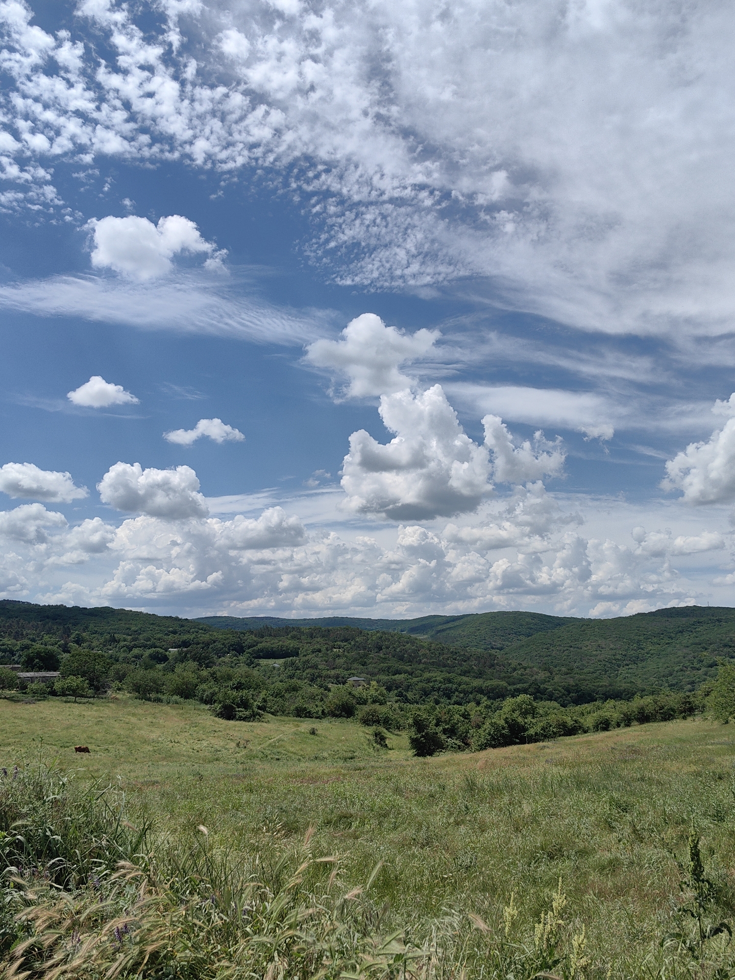 This is a vertical, full-shot photograph of a landscape in Ароматновское сельское поселение, Ukraine. The foreground consists of a grassy field with tall, green and golden grasses and some scattered purple wildflowers. In the mid-ground, a large, open, green field slopes upwards towards a dense forest. A single, brown cow is visible grazing in the distant left portion of the field. The background is dominated by rolling, tree-covered hills. The sky is a bright blue with a variety of white clouds, some fluffy and cumulus-like, others wispy and streaky. The lighting suggests it is daytime, possibly late morning or early afternoon.