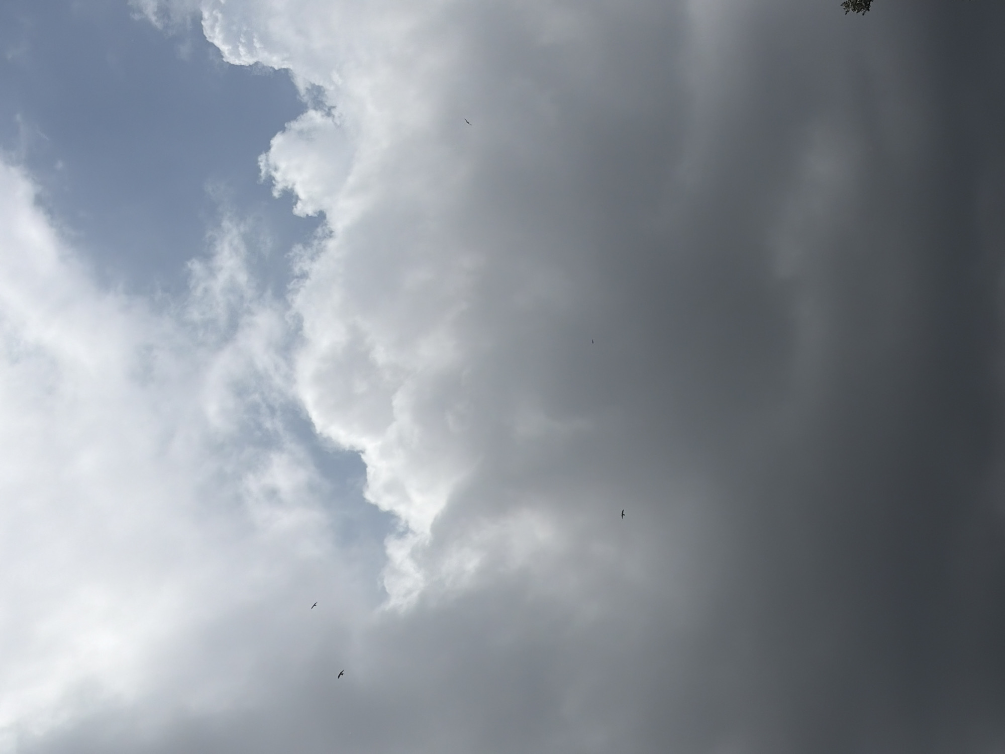 The image shows a cloudy sky with several birds flying. The sky is partially blue with white and grey clouds. The birds are small black silhouettes against the sky, appearing to be in flight. One bird is visible in the upper right portion of the image, another in the upper left, and two more are located in the lower middle section of the image. The overall lighting suggests it is daytime. The specific location in Grapevine, United States of America, cannot be determined from the image itself.
