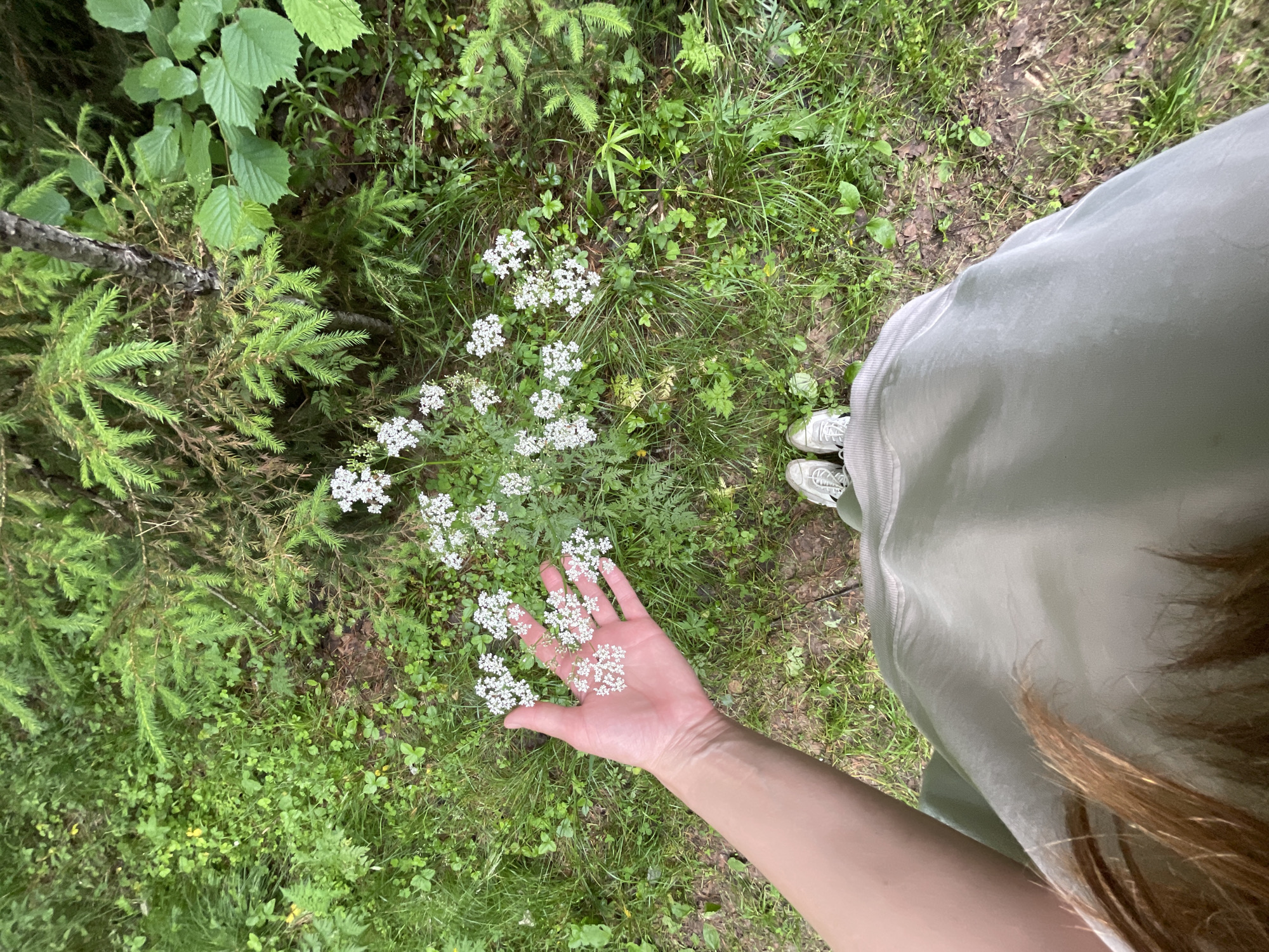 The media file shows a top-down view of a person holding a cluster of small white flowers in their hand. The hand and arm are positioned in the lower center of the frame, with the fingers gently cupping the delicate blooms. The person is wearing a light-colored skirt or dress and white sneakers, visible in the lower right portion of the image. The setting appears to be a natural, outdoor environment, likely a forest or wooded area. Lush green grass and foliage dominate the ground. Several small evergreen trees, possibly spruce or fir, are visible in the left half of the image, their branches forming a dense texture. Other plants with broad leaves and smaller green leaves are interspersed throughout. The white flowers held by the person are clustered and appear to be wild or common meadow flowers. The overall lighting suggests it is daytime, with no strong shadows indicating direct sunlight, possibly an overcast or shaded condition. The scene evokes a sense of tranquility and connection with nature, suggesting a peaceful moment of appreciating the natural beauty of the surroundings in Коротиха, Russia. There is no visible text in the media file.