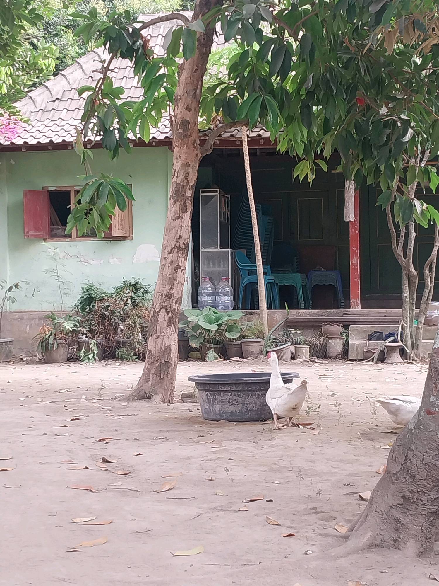 This is a medium shot photograph taken outdoors, likely in Purwomartani, Indonesia, on a sandy or dirt ground covered with fallen leaves. A light green house with a tiled roof and red-trimmed windows is visible in the background. In front of the house, there is a large, dark-colored basin. Two white geese are present; one is in the foreground facing left, and another is further back on the right side of the frame, facing away from the camera. Several potted plants and bushes are arranged near the house. The environment appears to be somewhat overgrown and rustic, suggesting a rural or semi-rural setting.