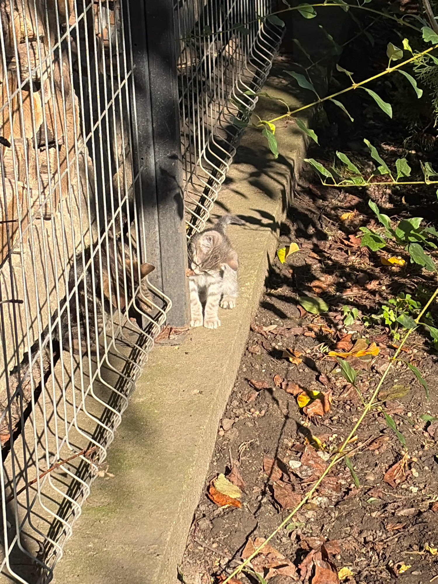 A light gray tabby kitten with closed eyes sits on a concrete ledge. The kitten is positioned in the center of the frame, facing forward with its paws tucked beneath it. A chain-link fence runs diagonally across the left side of the image, casting shadows on the ledge and a textured wall behind it. A black pole stands vertically to the right of the fence. The ground beside the ledge is covered in dark soil and scattered dry leaves. In the background, a plant with green leaves is visible. The scene appears to be outdoors, likely in a yard or garden area. The overall lighting suggests it is daytime, with sunlight creating strong shadows.