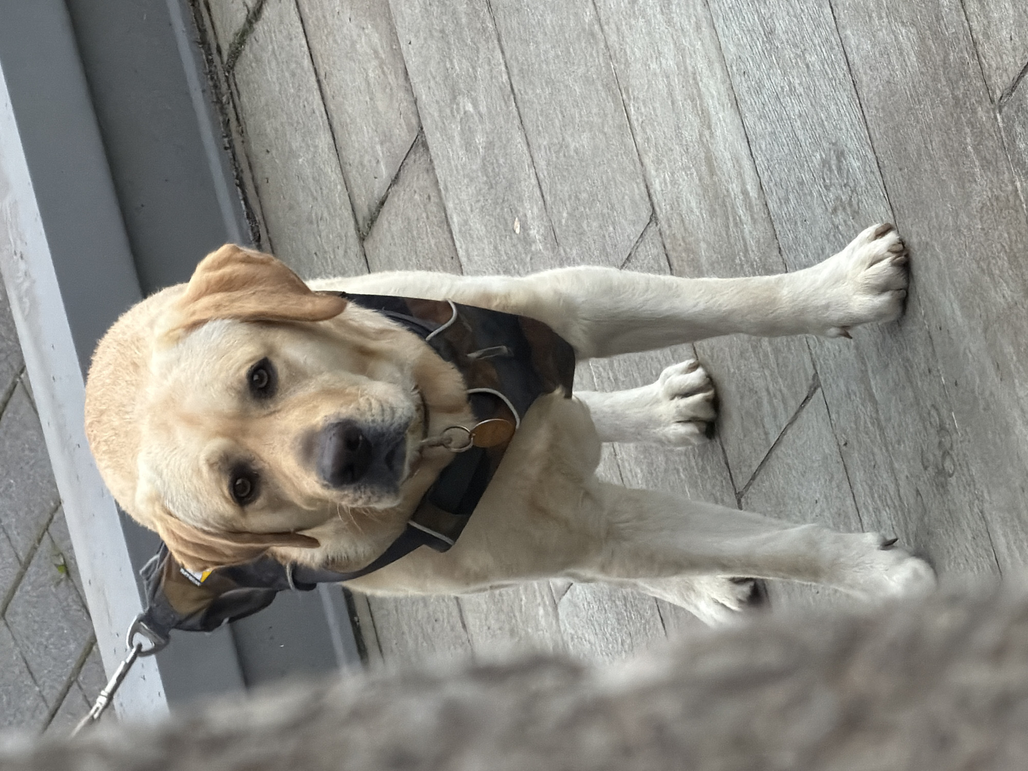 A yellow Labrador Retriever wearing a black and tan harness with a circular tag is lying on a gray tiled surface. The dog is on a leash and is looking towards the viewer. The location is Esch-sur-Alzette, Luxembourg, as specified.