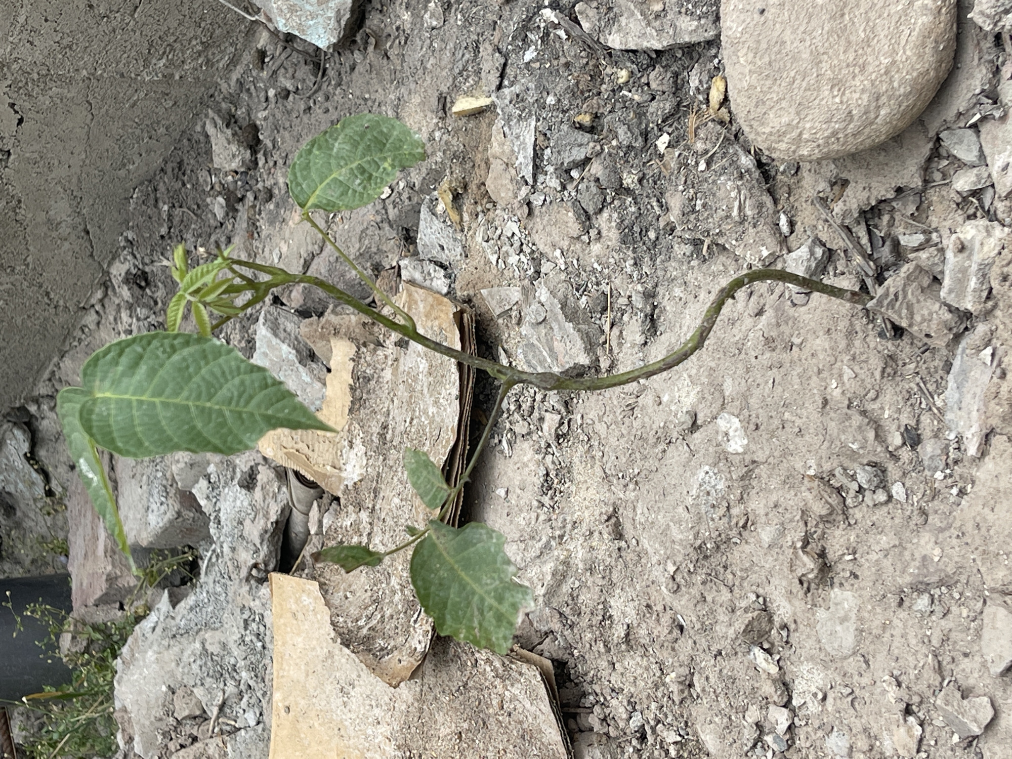 The media file shows a close-up, overhead view of a small green plant growing in a rocky, debris-strewn environment. The plant has several leaves, some of which are large and ovate, while others are smaller and clustered at the tip of a thin, wiry stem. The stem itself is a pale green and appears to be somewhat flexible, bending and twisting as it extends across the frame.
The ground is composed of a mixture of greyish soil, small rocks, and broken pieces of what appear to be concrete or drywall. Some brown, papery material, possibly cardboard, is also present among the debris. A smooth, light-colored round stone is visible in the upper right portion of the image. The overall scene suggests an outdoor location where construction or demolition may have recently occurred, or where waste material has accumulated. There are no people or animals visible. The lighting appears to be natural, suggesting daytime, with no strong shadows indicating a specific time of day. The setting is urban or semi-urban, consistent with the provided location context of Bishkek City, Kyrgyzstan, implying this could be a neglected corner of a yard, a construction site, or a similar area. The plant's struggle to grow amidst the rubble creates a visual contrast between nature and decay. No text is visible in the image.