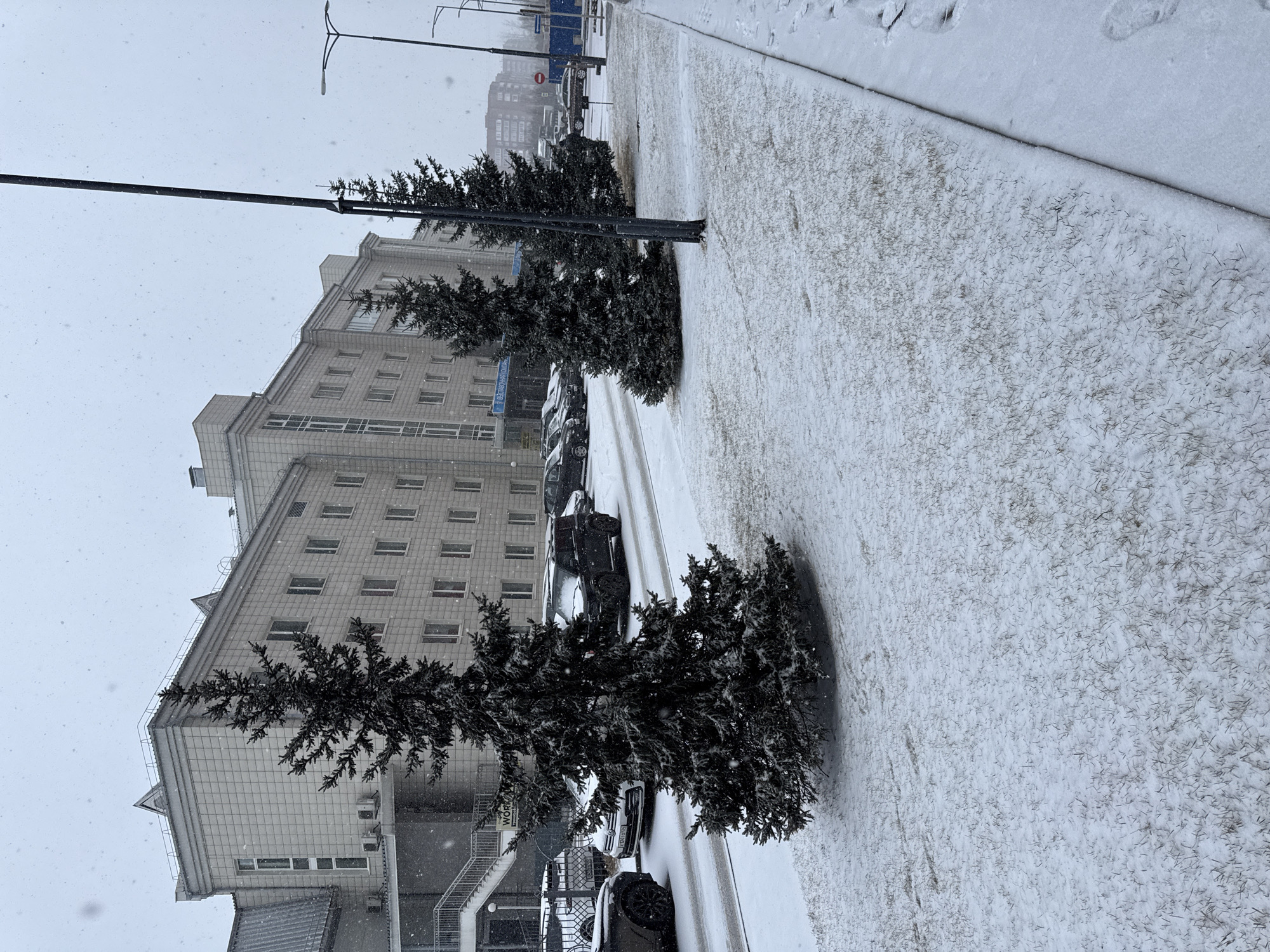 The image shows a snow-covered street in Krasnoyarsk, Russia. The camera angle is relatively low, capturing the sidewalk, road, building and light snow. There are at least two small, dark green evergreen trees planted alongside the sidewalk and in front of a large, light-colored building with numerous windows. Several cars are parked between the sidewalk and the building. There is snow on the sidewalk and road, with some areas of slush. A lamppost stands near the trees. The sky is overcast and snow is falling.