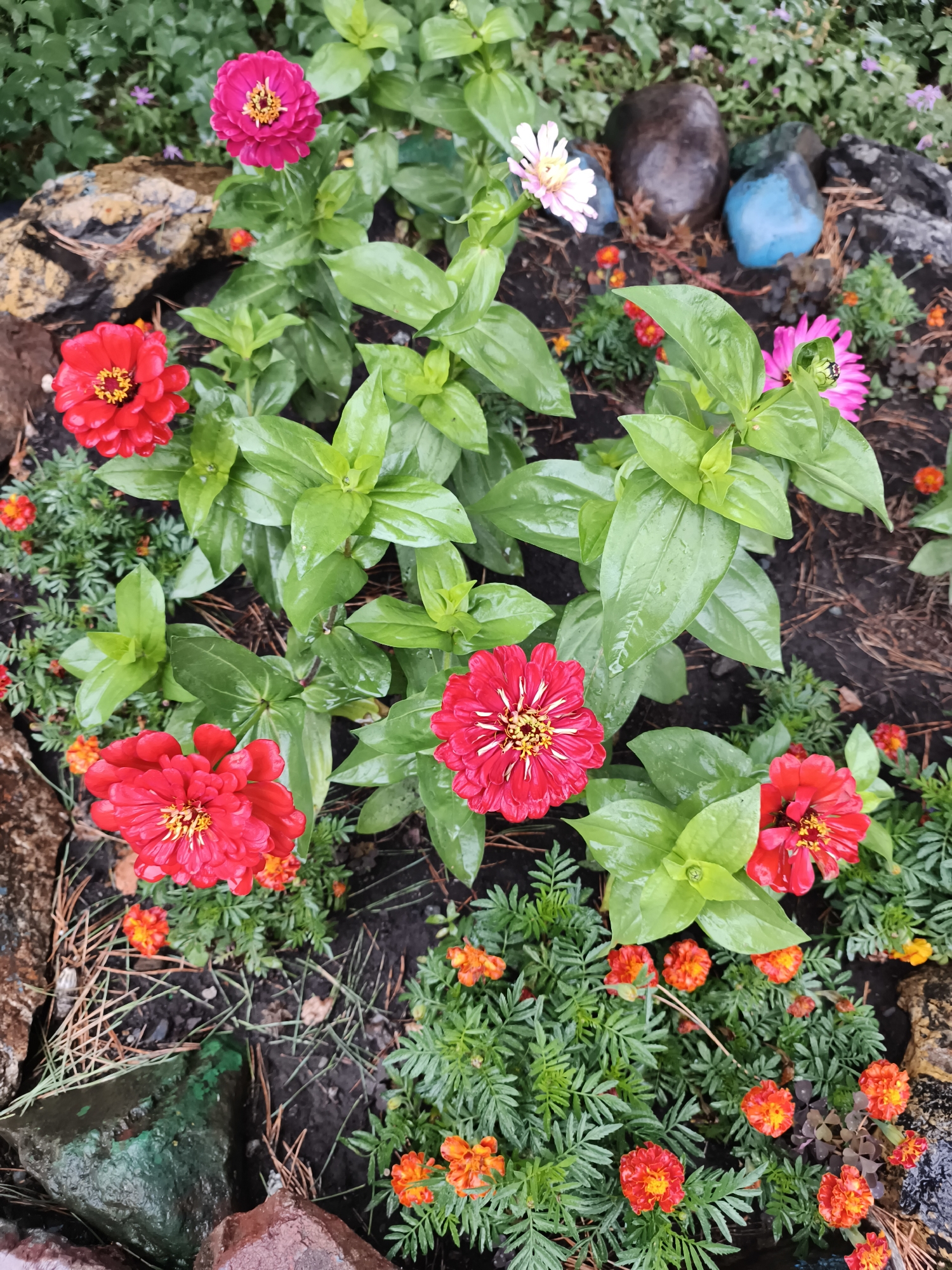 This is an eye-level, medium shot of a flower bed in Катунь, Russia, after a rain. The garden features several large, red zinnia flowers with yellow centers, some smaller orange marigolds, and a few pink and white zinnias. The plants are wet, indicating recent precipitation, and appear healthy and vibrant. The background consists of dark soil, scattered pine needles, and various rocks, including some that are large and dark, and others that are smaller and painted in shades of blue and pink. There are no people or animals visible in the scene.