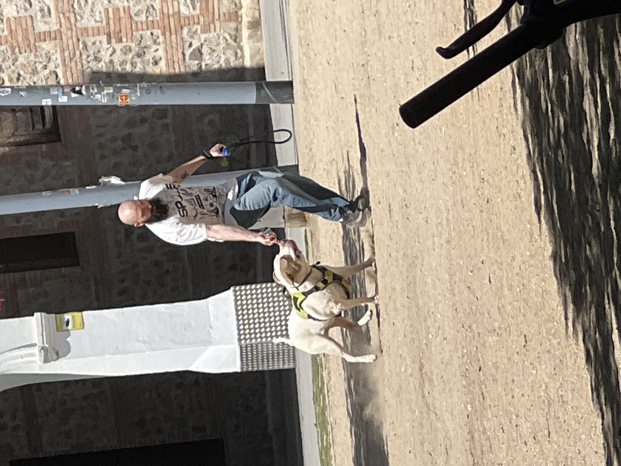 An outdoor scene captures a man and his dog interacting on a sunny day. A bald man with a long dark beard, wearing a white t-shirt with partial text "SPA" and blue jeans, is holding a black leash and an object that his light-colored dog is eagerly reaching for. The dog, wearing a yellow and black harness, is standing on its hind legs, focused on the man's hand.
The setting appears to be an urban park or a wide paved area, consistent with the location hint of Barcelona, Spain. The ground is a light, dusty color, and strong shadows indicate bright sunlight, suggesting it is likely midday or early afternoon. In the background, a grey pole covered with various stickers stands upright. Beyond the pole, a brick wall with stone details is visible. To the left, a white structure features a small yellow and blue element. A black bicycle handlebar and brake lever are partially visible in the upper right corner of the frame.