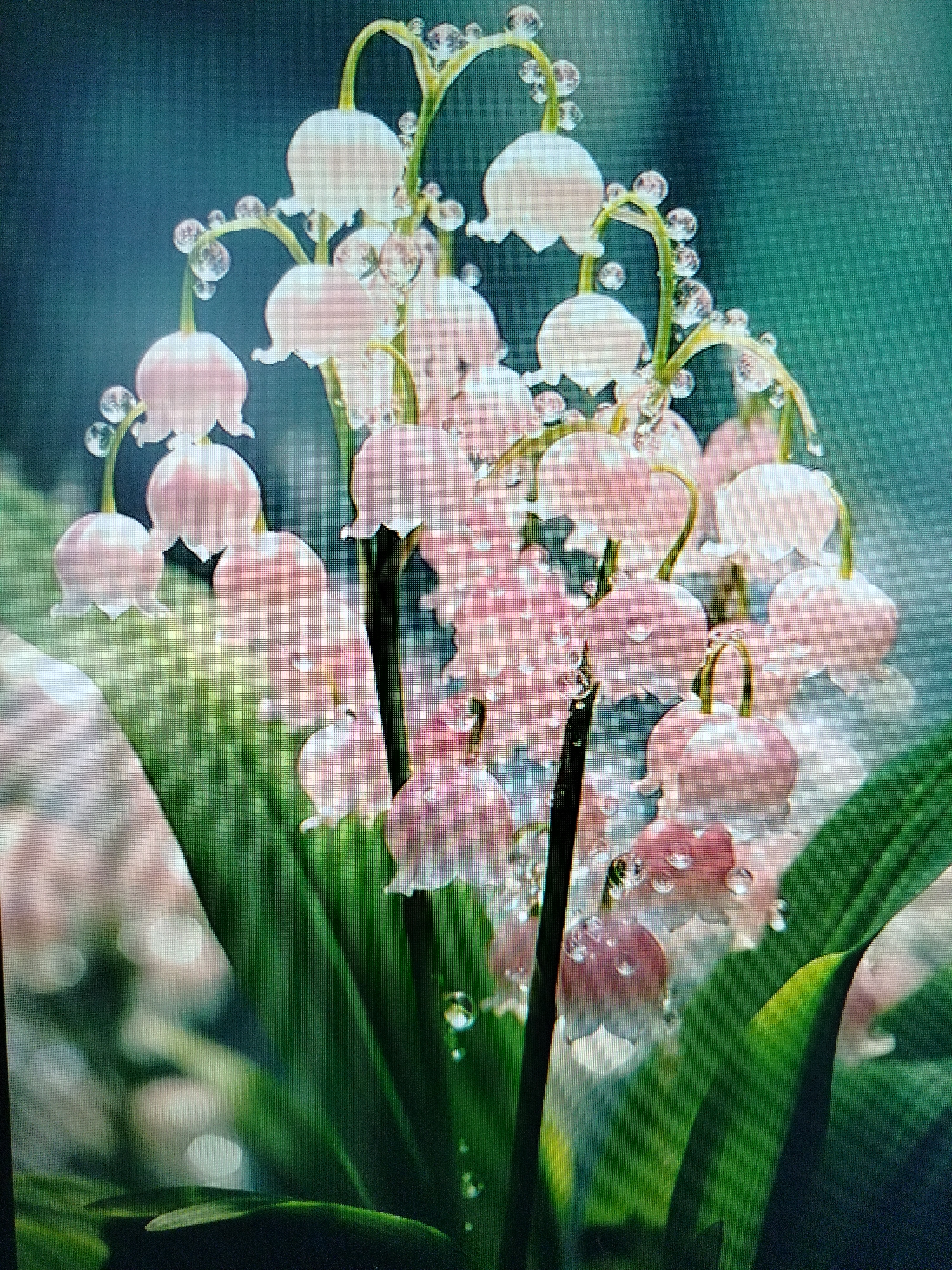 This image shows a close-up view of lily of the valley flowers with dew drops. The flowers are delicate, bell-shaped, and a pale pink color, with some appearing white. They are arranged on green stems, which are also adorned with numerous clear water droplets, some appearing to be rolling off the stems. The background is a soft, blurred teal color, suggesting an outdoor or natural setting. The foreground is dominated by the vibrant green leaves of the lily of the valley plant. The lighting highlights the translucent quality of the dew drops and the subtle color variations in the petals. There are no people visible in the image. This scene is not specific to Yashkino, Russia, as it depicts a common floral subject.
