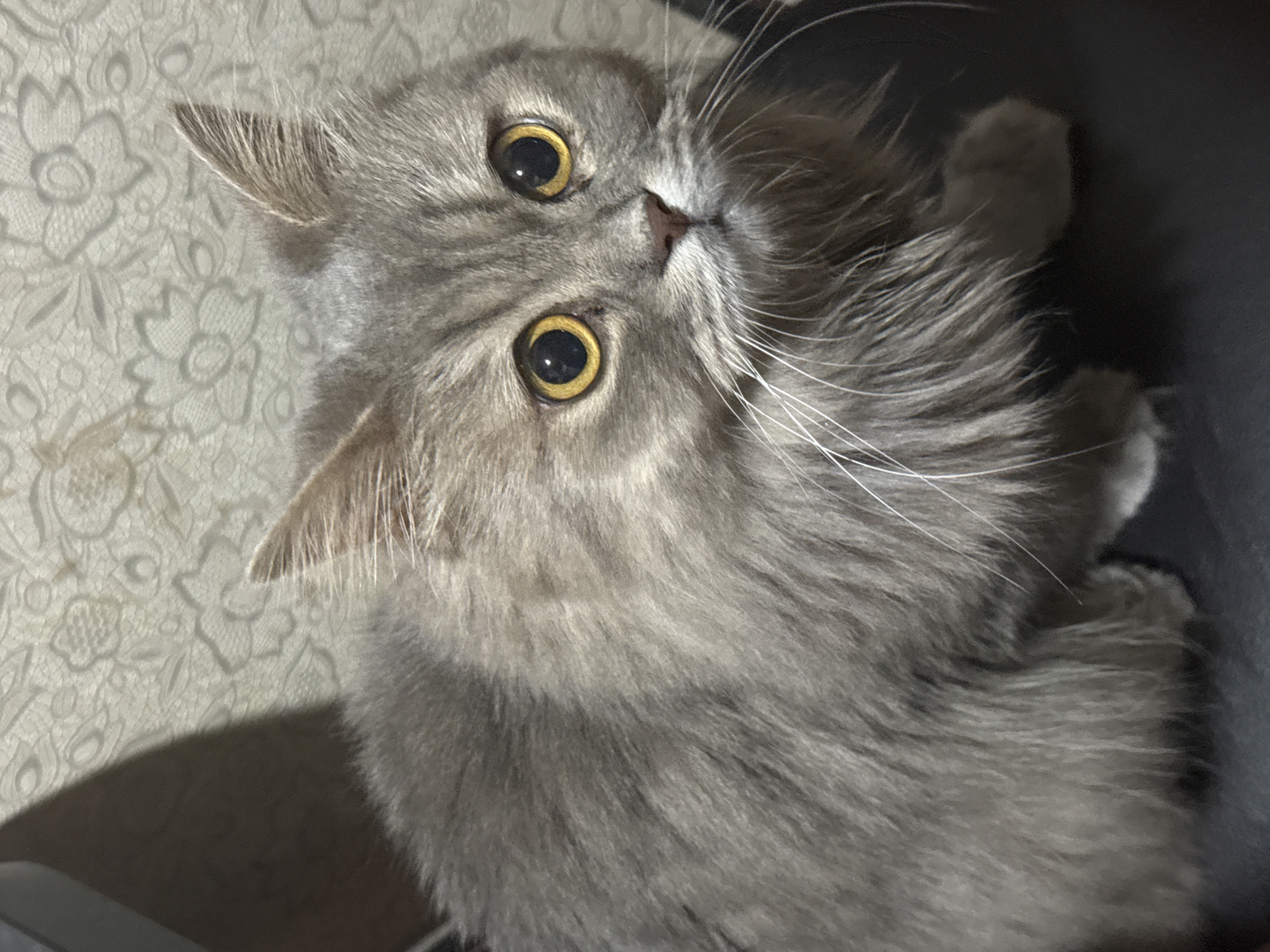 A medium shot captures a fluffy, gray cat with large, round, yellow eyes sitting indoors against a textured, light-colored wallpaper with a floral pattern. The cat's fur is long and appears soft, with subtle darker gray stripes visible. Its ears are perked up, and its whiskers are prominent. A shadow is cast on the left side of the image, obscuring part of the background and the cat's left flank. The cat is looking directly at the camera with a curious expression. The floor appears to be a dark, smooth surface. The image's lighting suggests an indoor environment, possibly during the day with artificial or natural light sources creating the shadow. There is no indication of the cat's specific location within Lobacheve, Ukraine.