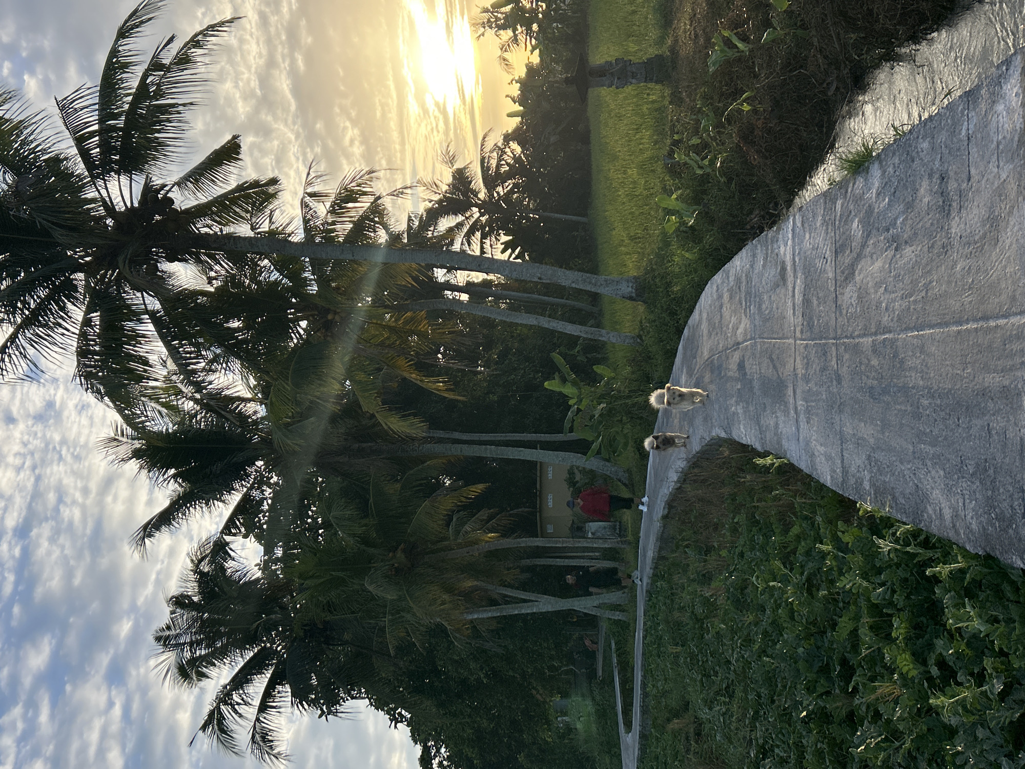The image captures a scenic view of a pathway winding through a lush, green landscape in Mengwi, Indonesia. Towering palm trees line the path, their fronds silhouetted against a sky filled with scattered clouds. The sun is setting, casting a warm golden glow across the scene, illuminating a rice paddy field to the right of the path. Two dogs, one dark and one light-colored, are trotting along the pathway, their tails wagging. Further ahead, two individuals, one in a red top and the other in a black top, are walking in the same direction, their forms blurred by distance. The pathway itself is made of concrete and curves gently into the distance, bordered by vibrant green vegetation on either side. A small, clear stream runs alongside the path, reflecting the golden light of the setting sun. In the background, a small, simple building with a yellow facade can be seen nestled amongst the trees. A stone statue, likely a garden ornament, stands near the rice paddy, adding a touch of cultural detail to the tranquil environment. The overall impression is one of peaceful coexistence between nature, human activity, and domestic animals.