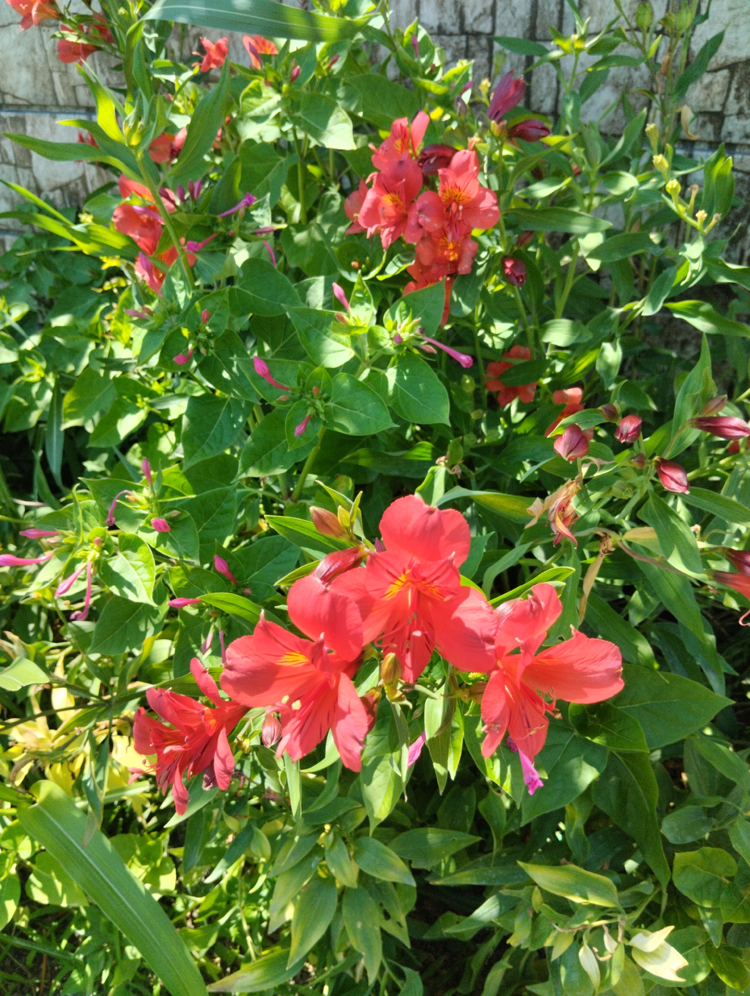 A close-up, outdoor, eye-level, vertical shot captures a cluster of vibrant red flowers with green foliage against a grey brick wall. The flowers are in various stages of bloom, with some fully open and others appearing as buds. The foliage is dense and lush, with some leaves catching the sunlight and appearing bright green, while others are in shadow. The background consists of a textured grey brick wall, slightly out of focus. The overall impression is one of a sunny day in a garden setting. There are no people or animals present. The scene is static and natural. The location is described as Kazachiy Brod, Russia.
