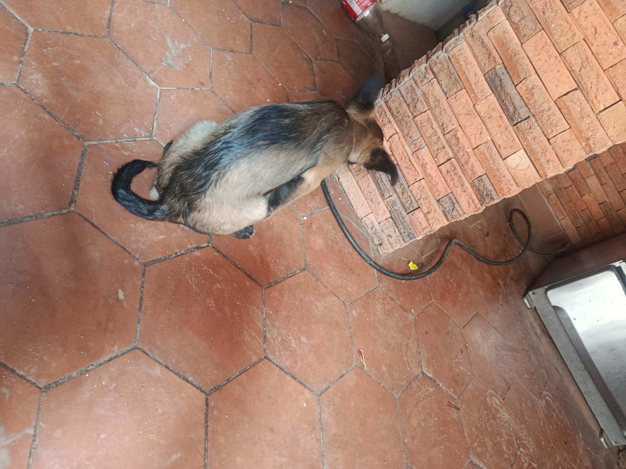The scene depicts an indoor space in Juan Griego, Venezuela, characterized by a terracotta tile floor in a hexagonal pattern. A medium-sized dog with dark grey and tan fur is lying down, its head resting against a brick structure. A black electrical cable is visible near the dog and the brick structure. Adjacent to the brick structure, there is a stainless steel object. A red and white object is partially visible near the brick structure.