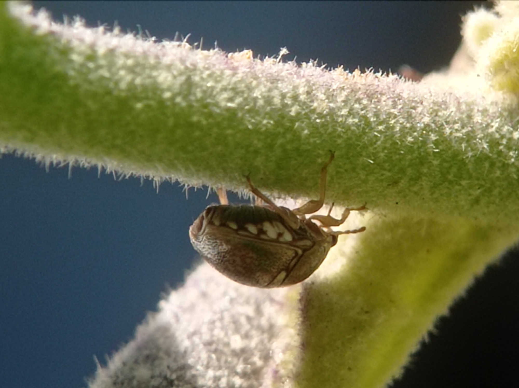 A close-up, eye-level shot captures a small, brown and green insect with delicate, patterned wings clinging to a fuzzy green stem. The insect is oriented upside down, with its legs extended. The stem is covered in fine white hairs. The background is a dark, blurred blue. There are no people or buildings visible, and therefore no indication of a specific location within Mulyoagung, Indonesia.