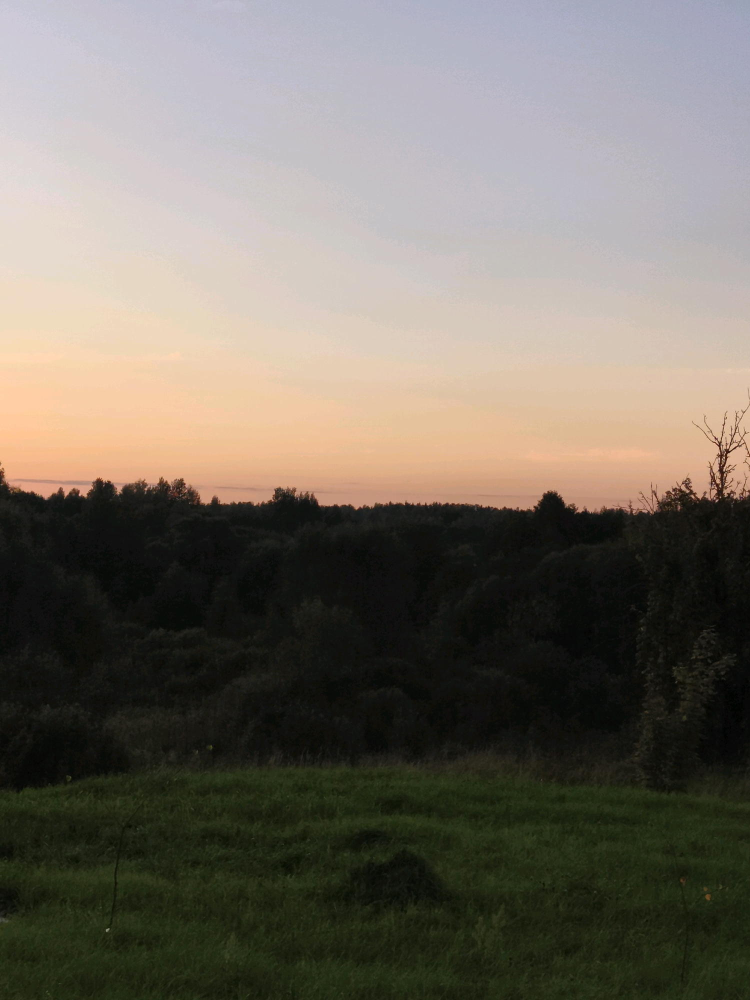 The image depicts a landscape at dusk. A gradient sky transitions from a pale lavender at the top to a warm orange near the horizon. Below the sky, a dark, dense line of trees forms the mid-ground, with the tops of the trees silhouetted against the sky. In the foreground, a gently sloping field of green grass is visible. The overall impression is one of a peaceful rural setting, possibly within the Горскі сельскі Савет, Belarus, given the natural, undeveloped appearance of the landscape. There are no people or specific structures visible in the image, focusing solely on the natural environment during twilight.