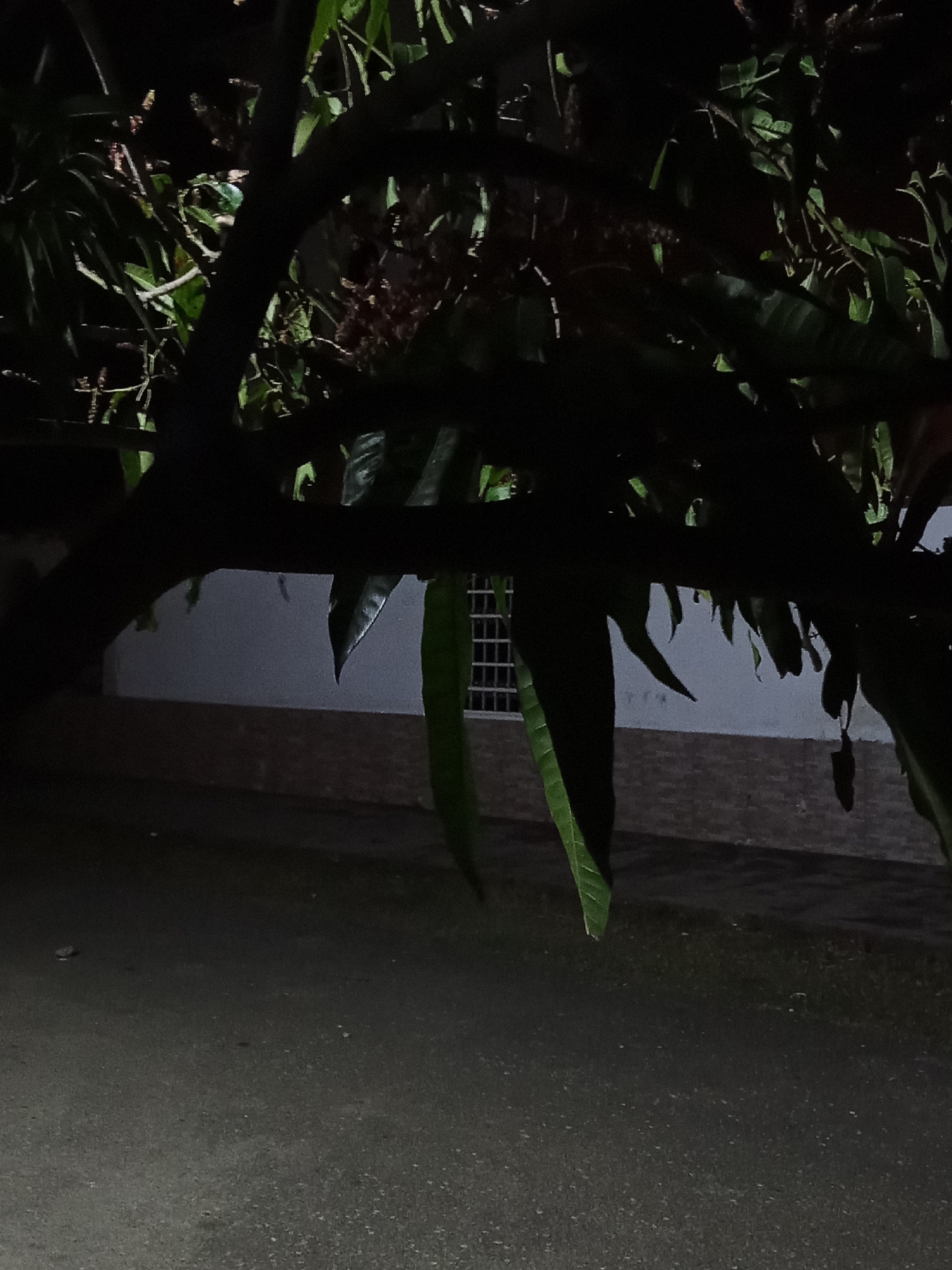 The image depicts a dark, outdoor scene in Juan Griego, Venezuela, likely at night. The foreground features a paved surface, possibly a road or walkway. A tree with lush foliage dominates the upper portion of the frame, casting shadows and obscuring the background. The background reveals a building with a light-colored wall and a window with a grid pattern. The overall environment appears dimly lit, with the darkness hindering the clear visibility of details.