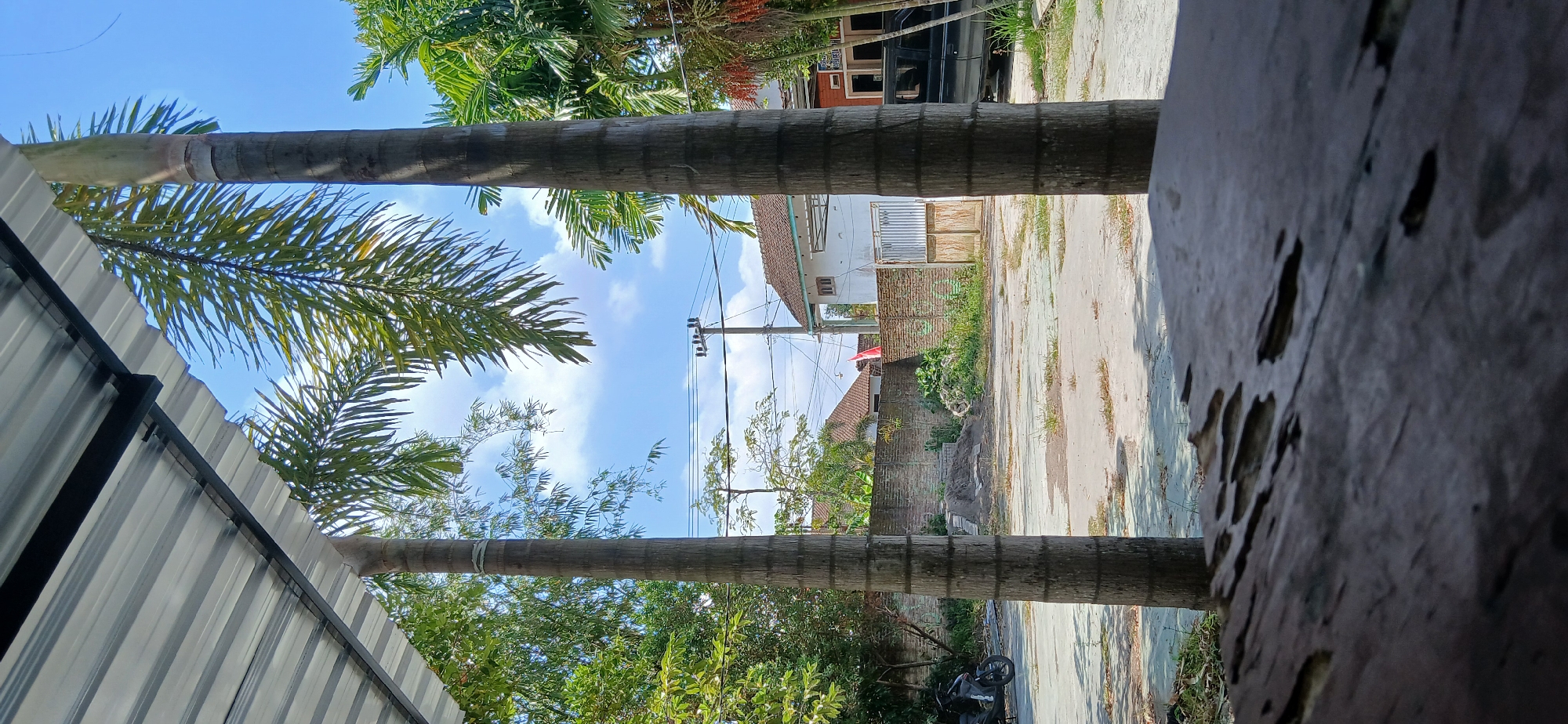 The image depicts an outdoor scene in Pejaten, Indonesia. In the foreground, a weathered wooden surface is visible, suggesting it might be a table or a similar structure. Two tall palm trees stand prominently in the mid-ground, framing a view of the surrounding environment. The palm trees have textured, segmented trunks.
Beyond the palm trees, a clear blue sky with scattered white clouds forms the backdrop. A corrugated metal roof extends from the upper left of the frame, partially obscuring the sky and the tops of the palm trees. Green foliage from various trees and plants is visible throughout the scene, adding to the tropical atmosphere.
In the background, a brick wall runs horizontally across the mid-section of the image, with a pile of sand and some construction debris near its center. Behind the wall, residential buildings with tiled roofs are present. One building is white with visible windows and a metal gate. A dark-colored pickup truck is parked to the right of the gate. A motorcycle is parked on the left side of the paved area in front of the brick wall. Power lines and utility poles are also visible against the sky, indicating the presence of infrastructure. A small red and white flag is attached to the brick wall on the right side. The ground in the mid-ground appears to be a paved area with patches of dry grass and vegetation. The overall scene suggests a residential or semi-urban environment on a sunny day.