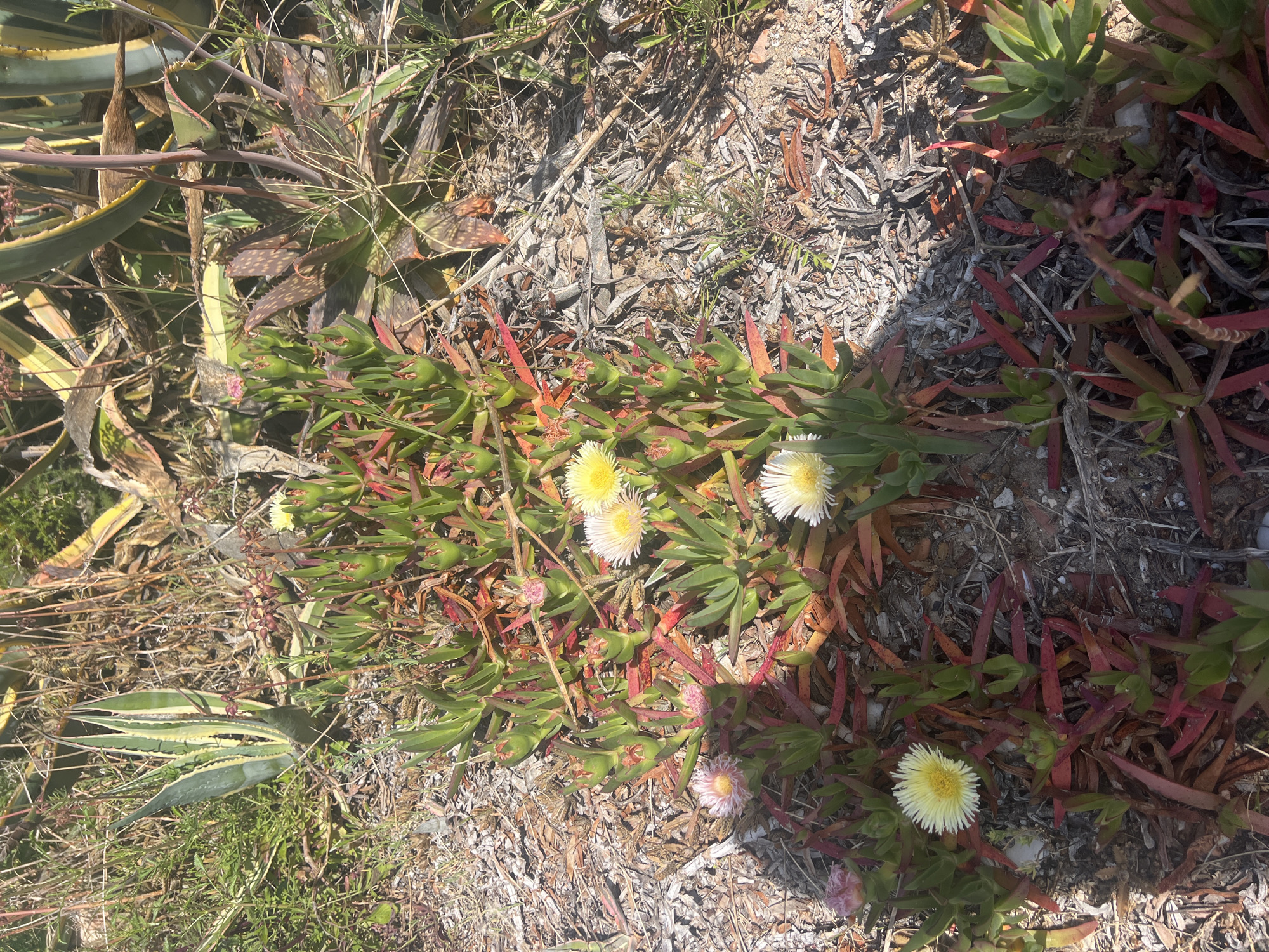 The image depicts a patch of vegetation in La Marina De Creixell, Spain. It is a sunny day. The primary ground cover appears to be a succulent species, possibly Carpobrotus, distinguished by its green leaves and red stems. Several of these plants are in bloom, with white and yellow flowers visible.
The substrate consists of dry organic debris, suggesting a semi-arid or coastal environment. Additionally, other plant species are present, including what appears to be a small aloe-type plant with striped leaves. The overall scene suggests a natural or lightly landscaped area. There are no people or signs of recent human activity. The scene is composed of naturally occurring flora.