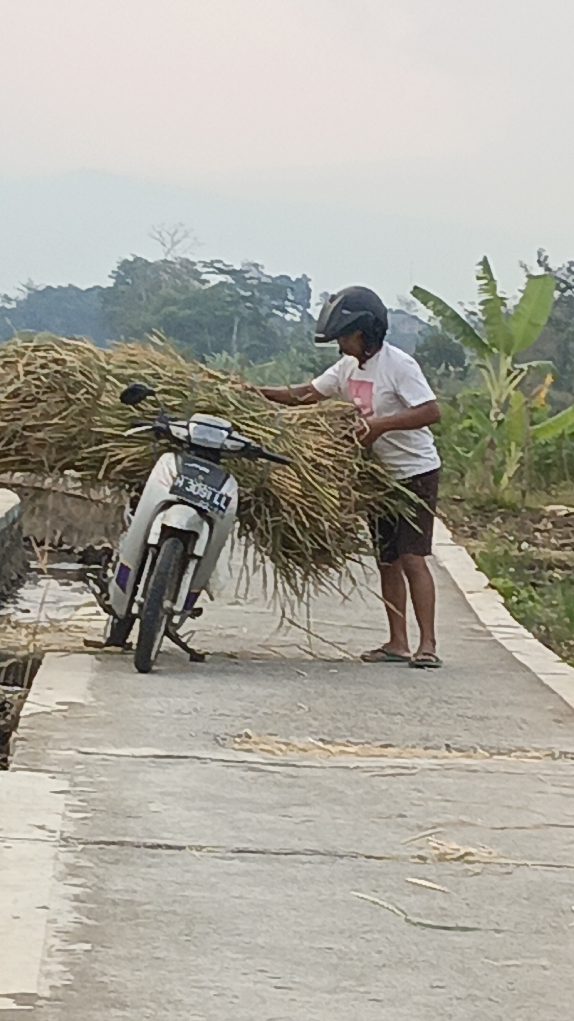 A person wearing a helmet and a white t-shirt stands on a pathway next to a scooter loaded with a large bundle of harvested rice stalks. The person appears to be adjusting the bundle. The scooter is silver and white with a black license plate. The pathway is made of concrete and runs alongside a field of vegetation. In the background, lush green trees and a hazy sky are visible. The scene suggests an agricultural setting, likely in rural Salatiga, Indonesia, where rice farming is prevalent. The overall lighting is soft, indicating it might be early morning or late afternoon.