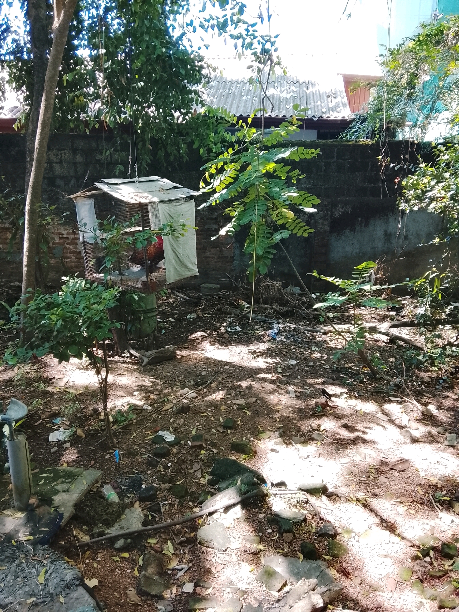 This is a medium shot, outdoor photograph taken during the day in a cluttered, somewhat overgrown yard in Colombo, Sri Lanka. The scene is dominated by vegetation, including trees, shrubs, and vines. In the center of the image, a makeshift chicken coop, constructed from wire mesh and covered with white fabric, is suspended from ropes. A rooster with red and black plumage is visible inside the coop. The ground is covered in dirt, fallen leaves, and debris, including plastic bottles and other refuse. A brick wall, partially obscured by vegetation, forms a backdrop. The lighting suggests a sunny day, with dappled shadows cast by the trees. The overall impression is one of a neglected, semi-rural or backyard setting within a residential area of Colombo.