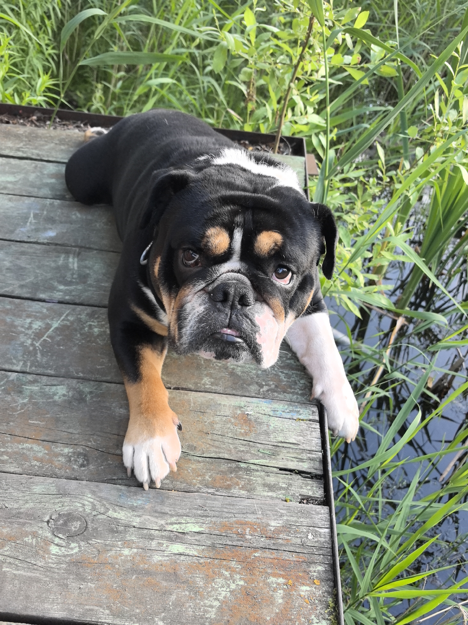 An English Bulldog, with black, white, and tan markings, lies on a weathered wooden pier. Its head is tilted upwards, and its tongue is slightly out. The pier is situated next to a body of water with tall green reeds. The dog is positioned in the center of the frame, with its front paws extending towards the edge of the pier. The background consists of lush green vegetation and dark water. The scene appears to be outdoors, likely in a natural setting. There is no indication of the specific location in Noviy, Russia.