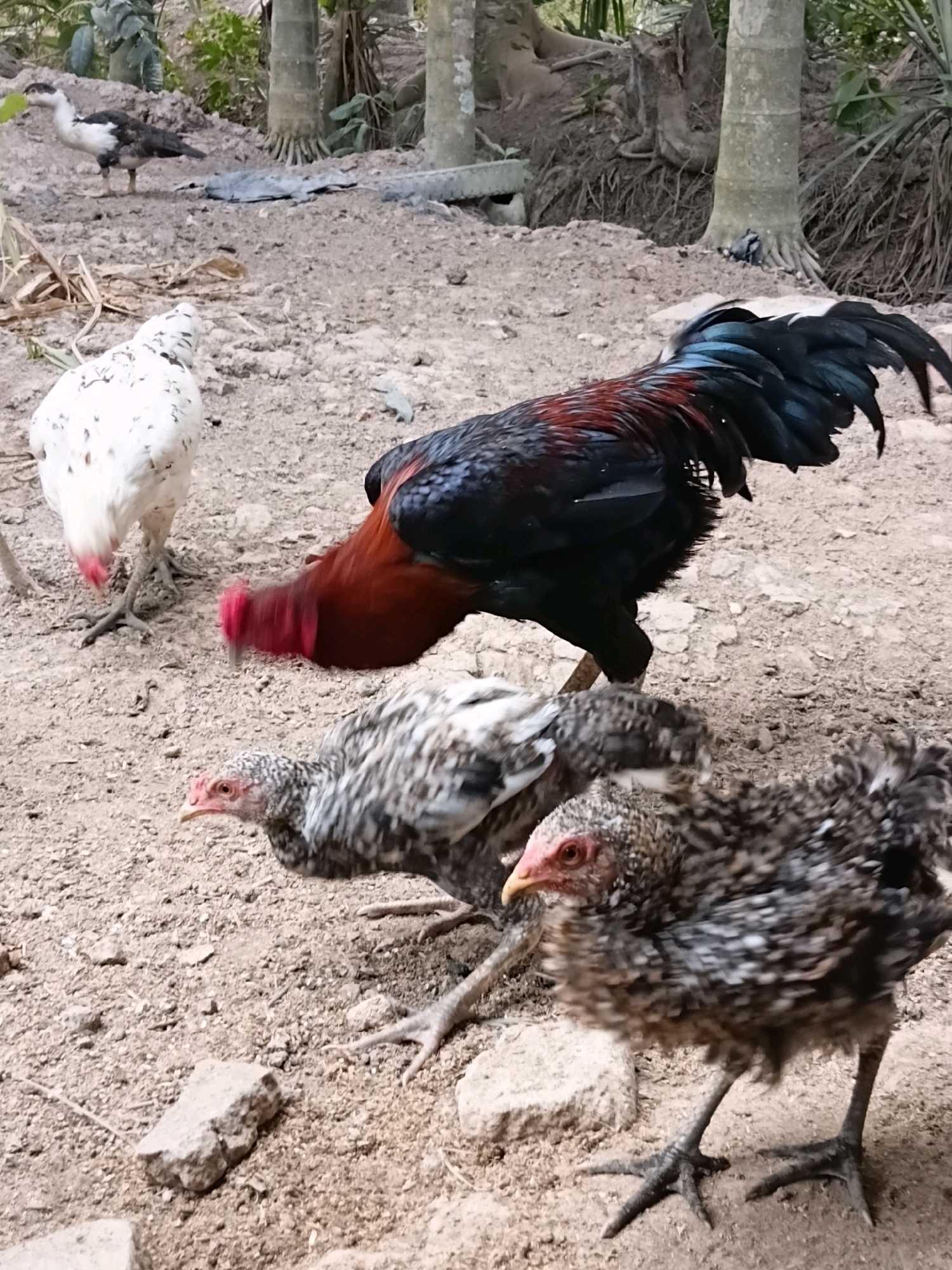 In Margo Rukun, Indonesia, a group of fowl is captured in a low-angle shot on a dirt ground. The fowl are of various breeds and ages, with distinct plumage. A large rooster, predominantly black with red and blue iridescent feathers, dominates the center of the frame, with its head lowered and blurred, indicating active movement or feeding. To its left, a white hen with black speckles stands alert, facing left. In the foreground, two young chickens, or pullets, with mottled gray and white feathers and red wattles, are positioned. One pullet is looking towards the left, while the other is closer to the camera and facing forward. In the background, a black and white duck with a distinctive crest stands on a slightly elevated area. The environment appears to be a rural or semi-rural setting, with dry soil, sparse vegetation, and trees visible in the background. The overall scene depicts a natural habitat for domestic fowl.