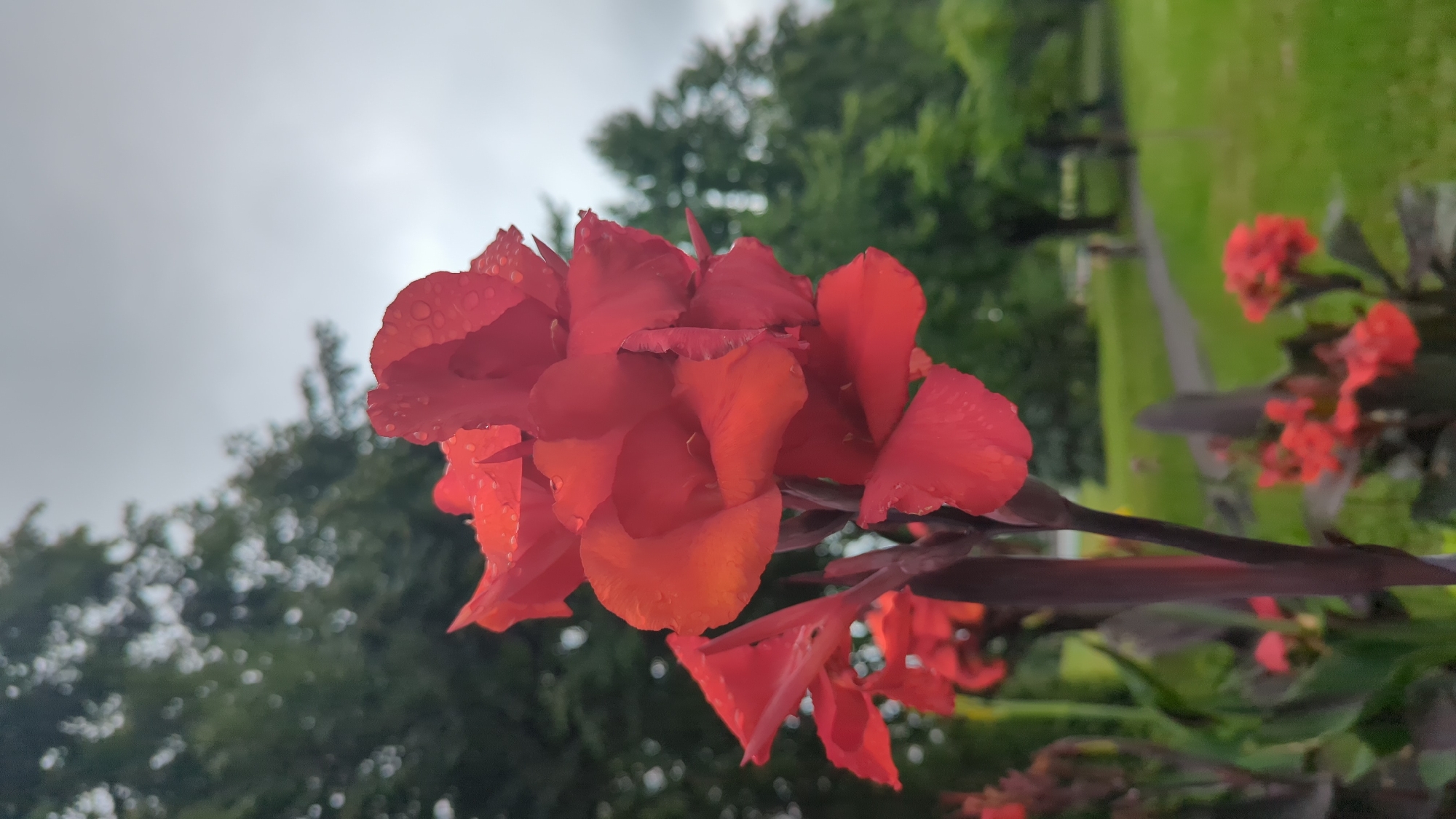 A close-up, upward-angle shot captures a vibrant red Canna Lily flower in bloom, its petals adorned with water droplets. The flower is positioned in the foreground, slightly to the left of center. In the background, a blurred green landscape suggests a park setting with trees and a paved pathway. The sky above is overcast and gray. There are no discernible people or specific landmarks that would indicate a precise location within Montreal, Canada, beyond a general park environment. The focus is entirely on the detailed texture and color of the flower.