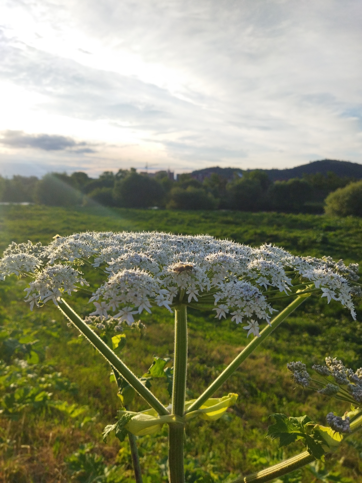 This is a close-up, low-angle shot of a giant hogweed plant in bloom, positioned in the foreground against a blurred background of a green meadow, trees, and hills under a partly cloudy sky. The sun is setting, casting a warm glow and lens flare on the left side of the image. Several small insects are visible on the white flower clusters. The location is specified as Mukachevo, Ukraine.