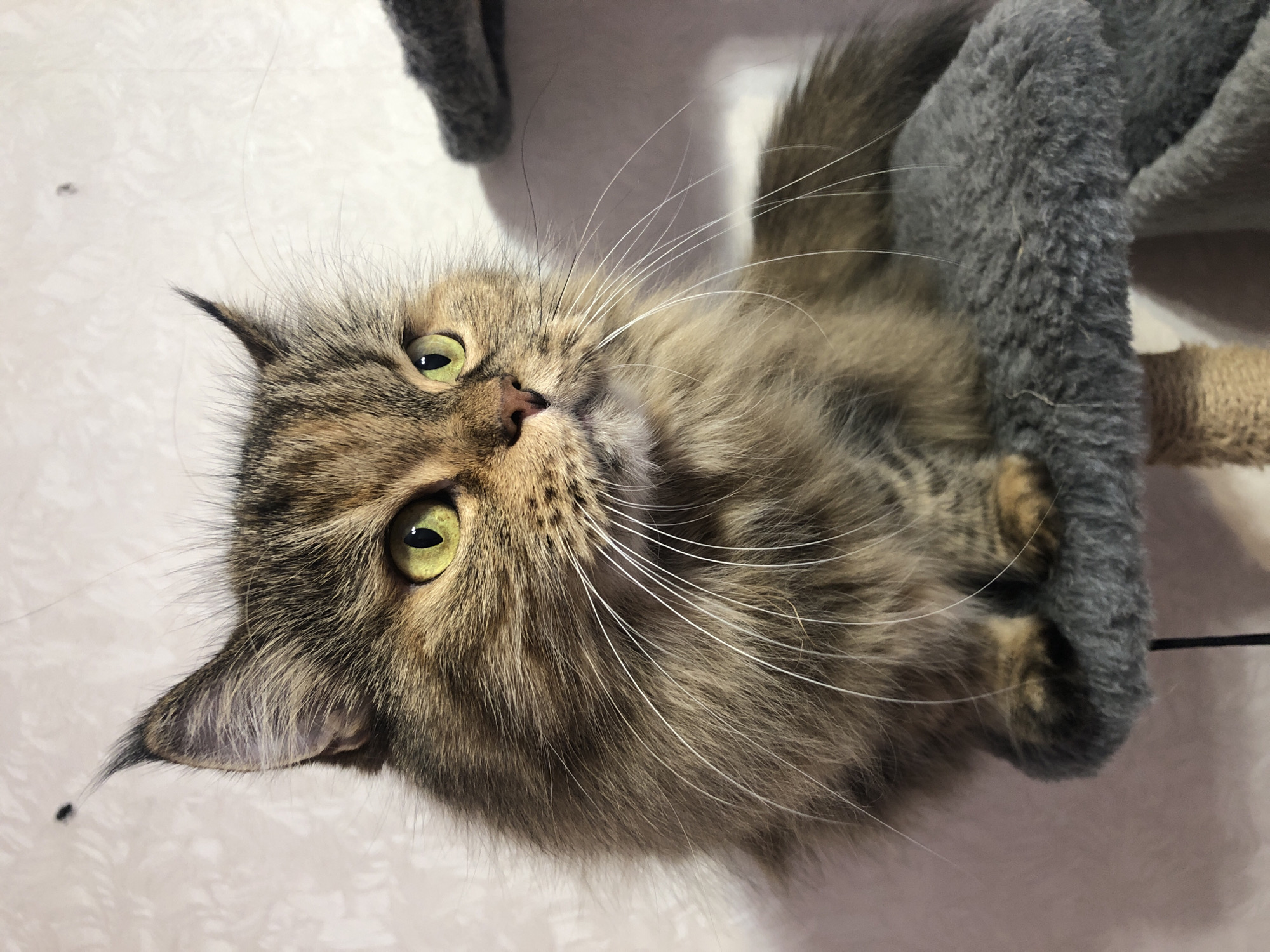A close-up, eye-level shot captures a fluffy brown tabby cat with striking green eyes sitting on a gray scratching post. The cat's fur is a mix of brown, black, and lighter brown stripes, with prominent white whiskers fanning out from its face. Its ears are pointed, with tufts of fur extending from the tips. The cat is looking off to the right of the frame, its gaze focused on something unseen. The background is a textured, light-colored wall. The lighting is even, highlighting the cat's features and the texture of its fur. The image does not contain any recognizable landmarks or clues about its location within a city.
