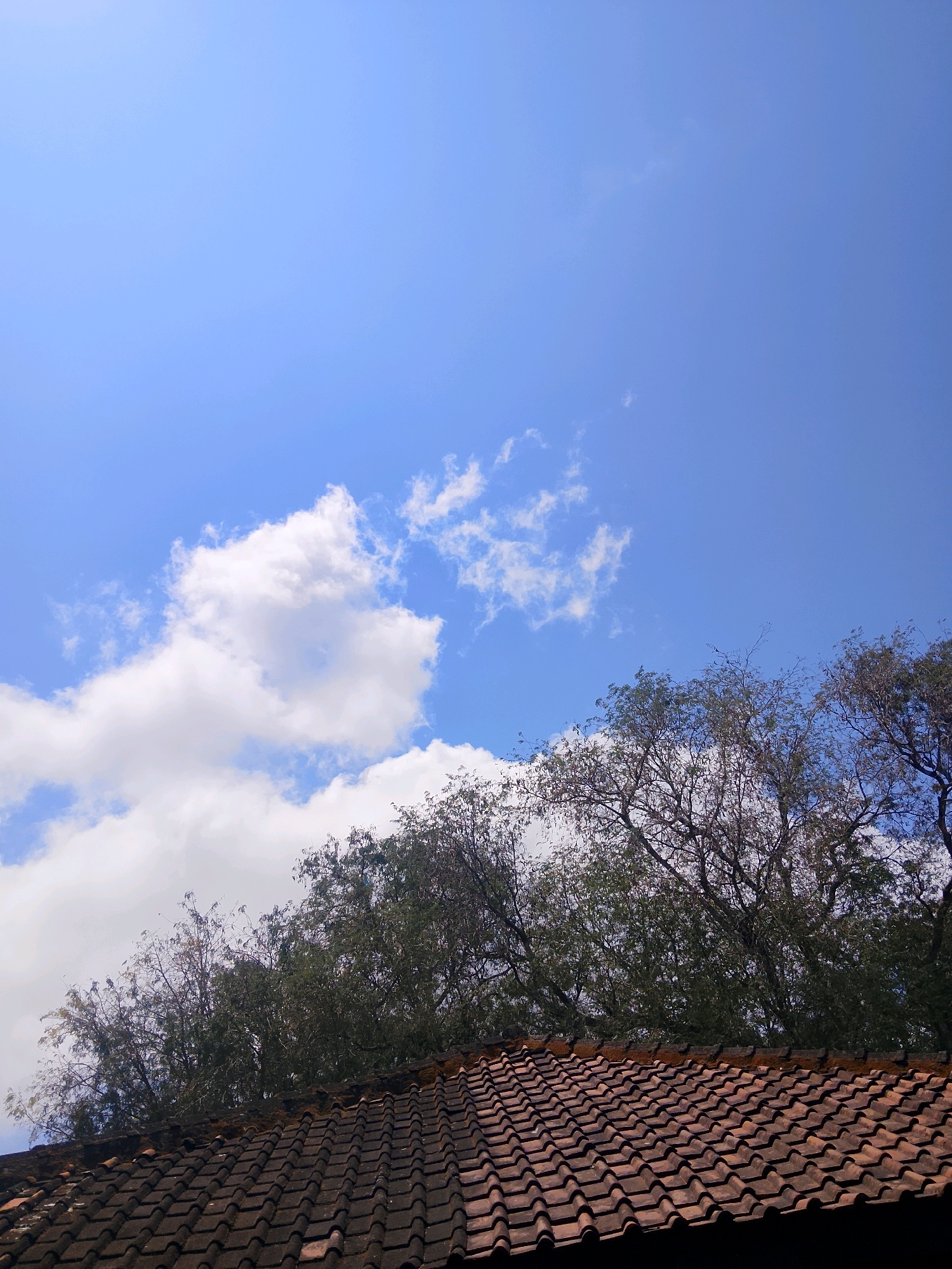 The image captures a clear blue sky with scattered white clouds. In the foreground, the top of a terracotta-tiled roof is visible, with the tiles arranged in neat rows. Behind the roof, a dense canopy of green trees with bare branches stretches across the frame, reaching up towards the sky. The overall impression is one of a serene, outdoor scene under a bright sky. The location is listed as Unknown, Unknown.
