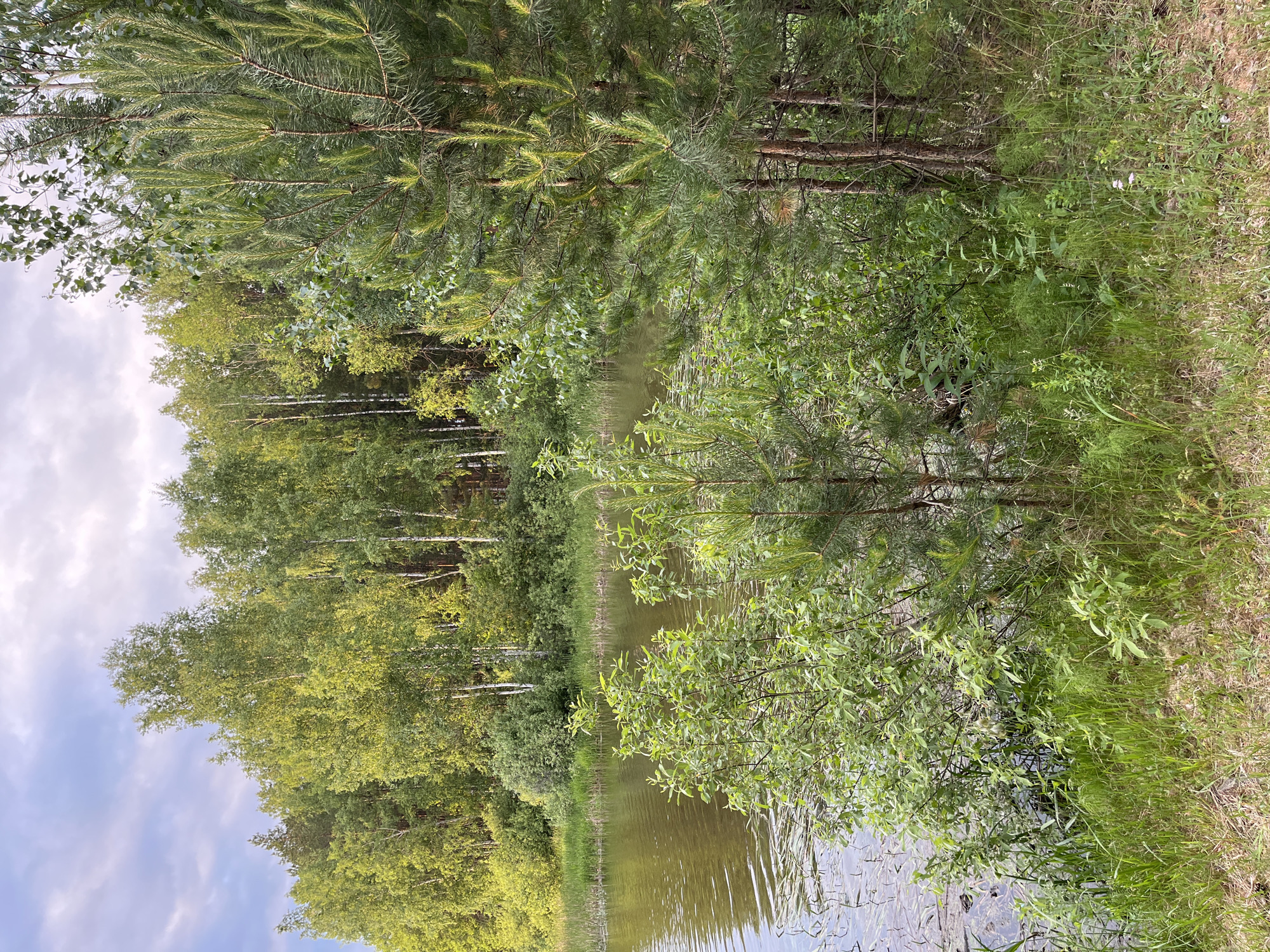 The image depicts a serene natural landscape at the edge of a body of water, likely a lake or slow-moving river, bordered by a dense forest. The water surface is calm, with gentle ripples reflecting the overcast sky and the surrounding greenery. The shoreline is lined with reeds and various green plants, transitioning into a mixed forest dominated by birch and pine trees. The trees display lush green foliage, indicating a warm season, likely summer. The sky above is partially cloudy, with patches of blue sky visible through the diffused sunlight. The overall impression is one of tranquility and natural beauty. This scene is consistent with the natural environments found in and around Chaykovsky, Russia, a city known for its proximity to natural reserves and its picturesque setting along the Kama River. There are no people or human-made structures visible in the image, suggesting a remote or undeveloped natural area.