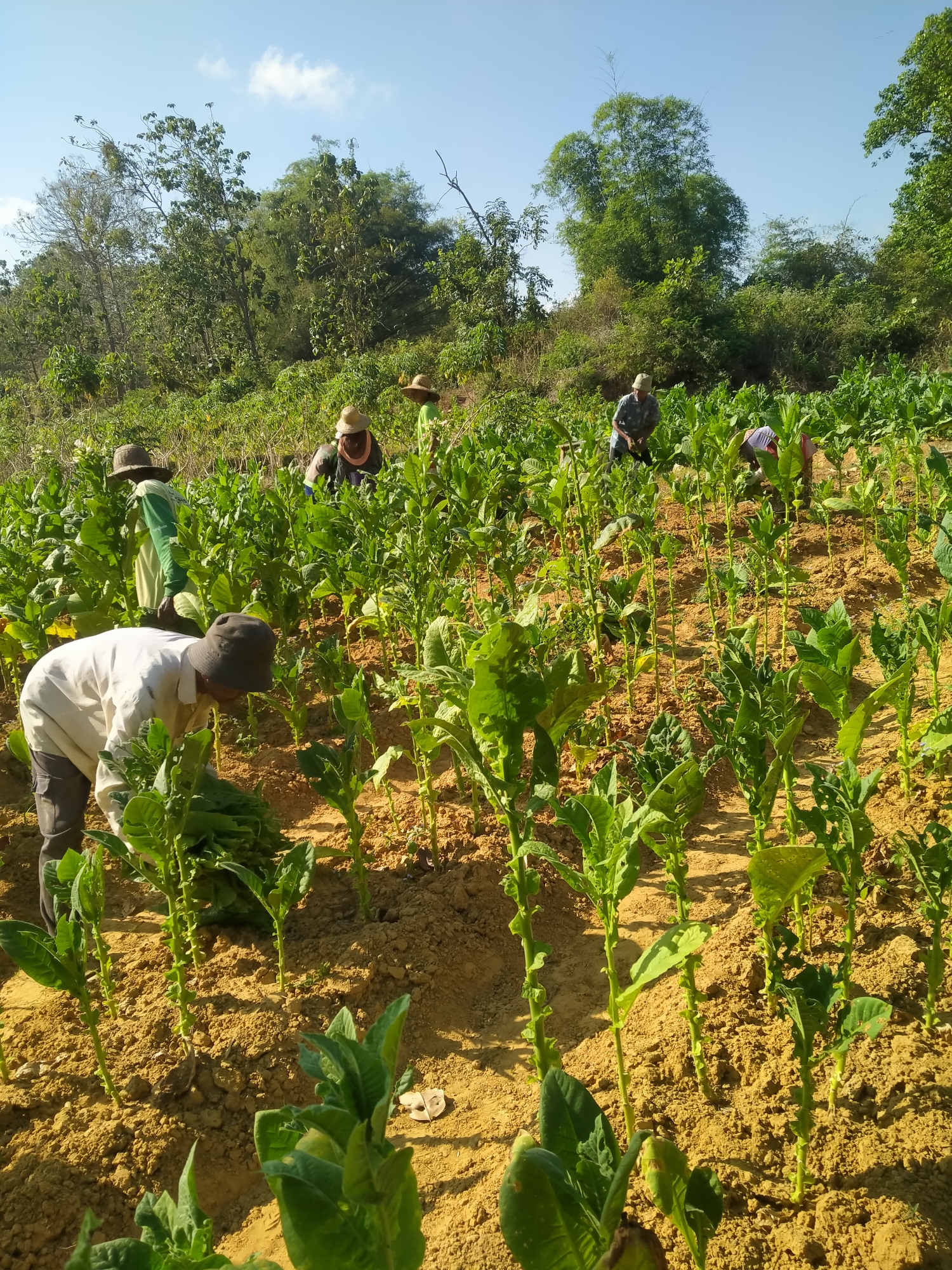 In Bangsereh, Indonesia, a group of farmers are working in a field of tobacco plants under a clear blue sky. The field is on a gentle slope, with rows of young tobacco plants growing in dry, sandy soil. The plants are green and leafy, with some showing signs of growth. The farmers are wearing hats to protect themselves from the sun, and they are bent over, tending to the plants. One farmer in the foreground is harvesting leaves and bundling them. The background shows a dense line of trees and vegetation. The scene suggests a typical agricultural setting in a rural area of Indonesia, with the farmers engaged in the manual labor of cultivating tobacco.