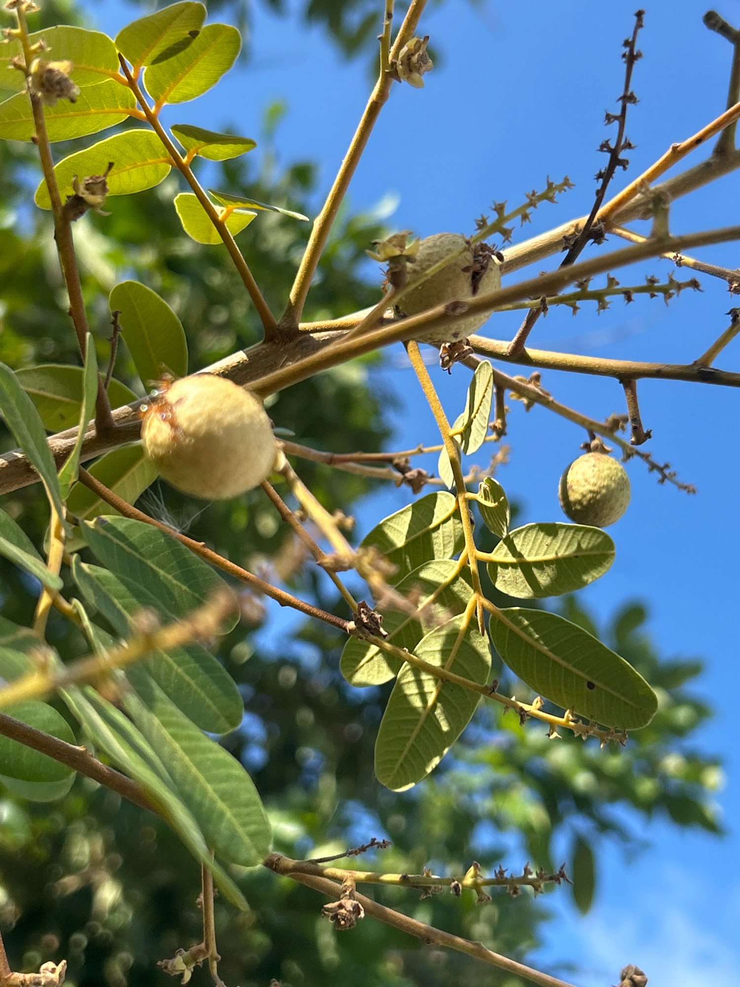 In the city of Sabang, Indonesia, this image captures a close-up view of a tree branch with several young, light-green fruits and vibrant green leaves against a clear blue sky. The fruits are round and appear to be in their early stages of development. Some small, dried flower remnants are also visible on the branches. The sunlight casts shadows from the leaves onto the branch, indicating it's daytime. The background is softly blurred, suggesting a shallow depth of field, with glimpses of more foliage and the sky.