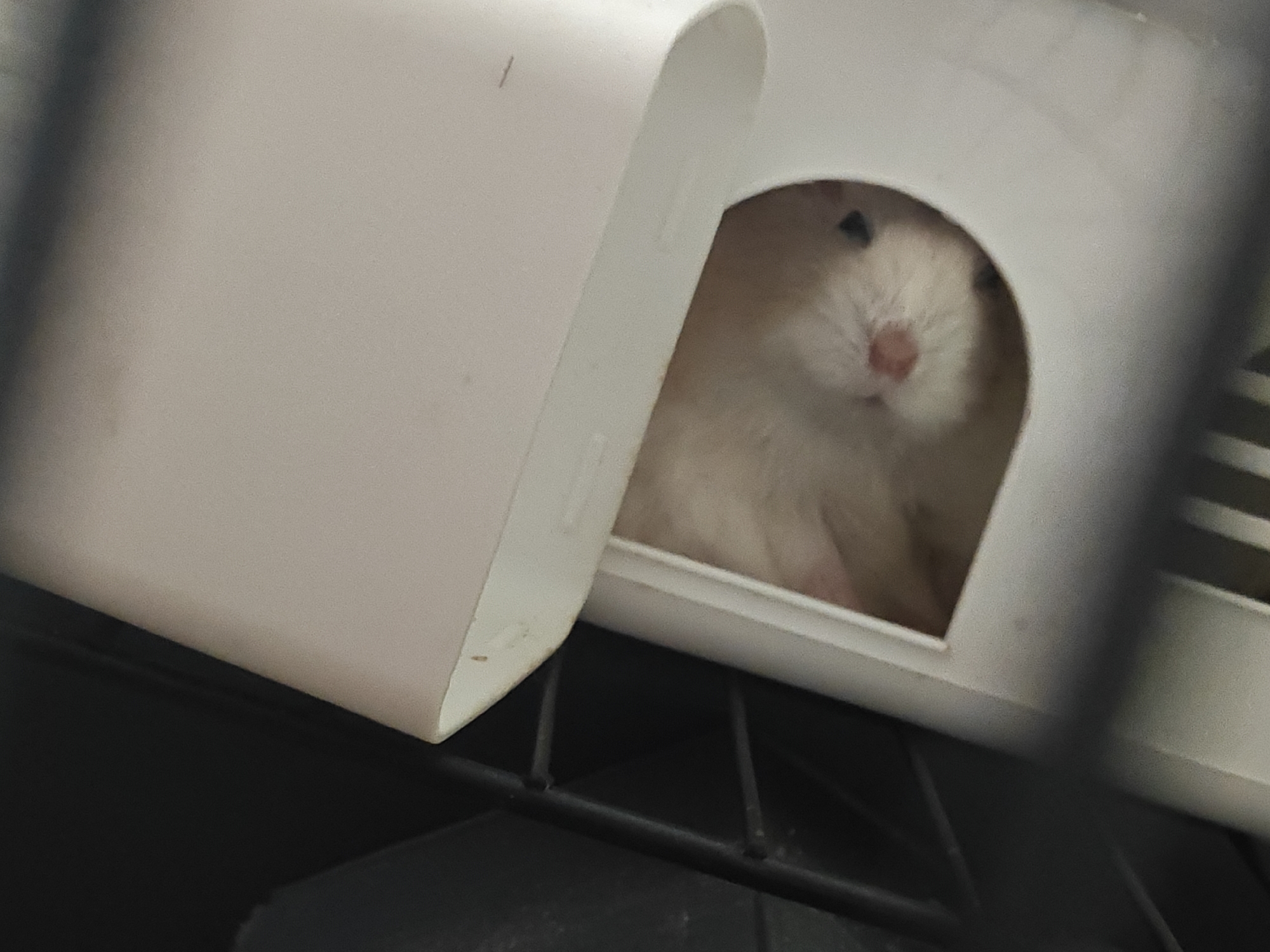 A light-colored hamster is peeking out of a white plastic tunnel or house. The tunnel is attached to a cage, parts of which are visible in the foreground and background. The hamster's face is mostly visible, with its eyes, nose, and whiskers discernible. The hamster has light brown and white fur. The scene appears to be indoors. The city of Подстёпки, Russia, is not depicted in the image.