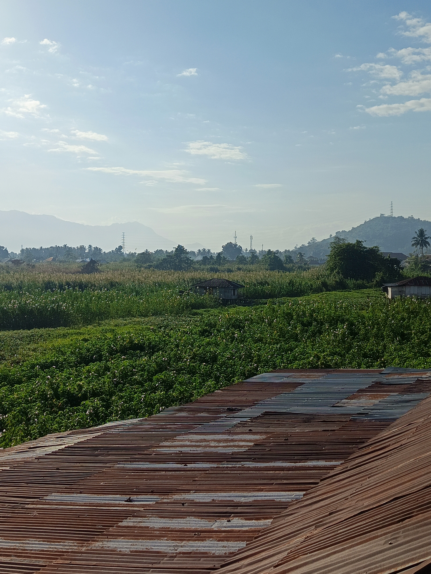 The image captures a rural landscape on a clear day, likely in a region with agricultural activity and some elevation. In the foreground, a rusted, corrugated metal roof dominates the lower portion of the frame, showing signs of age and wear with patches of varying rust colors and some lighter, possibly repainted sections.
Beyond the roof, a lush, green field stretches out, appearing to be cultivated with low-lying crops, possibly potato plants given the presence of small white flowers scattered throughout. Interspersed within the field are taller grasses or reeds. Further in the background, a scattering of small, simple dwellings with dark roofs are visible, suggesting a small settlement within the agricultural area. Trees of various sizes and densities dot the landscape, with a prominent cluster to the right of center and a few taller, slender trees on a distant hill.
The middle ground is characterized by more fields and vegetation, with a faint hazy mist obscuring the details of structures and trees further away. A few tall, modern power transmission towers are visible in the distance, indicating proximity to or integration with an electricity grid. In the far background, rolling hills and mountains form a hazy, blue silhouette against the sky.
The sky is a bright, clear blue with scattered white, wispy clouds, indicating good weather. The overall impression is one of a peaceful, rural environment, likely in the morning or late afternoon given the lighting. The image does not contain any people or discernible actions.