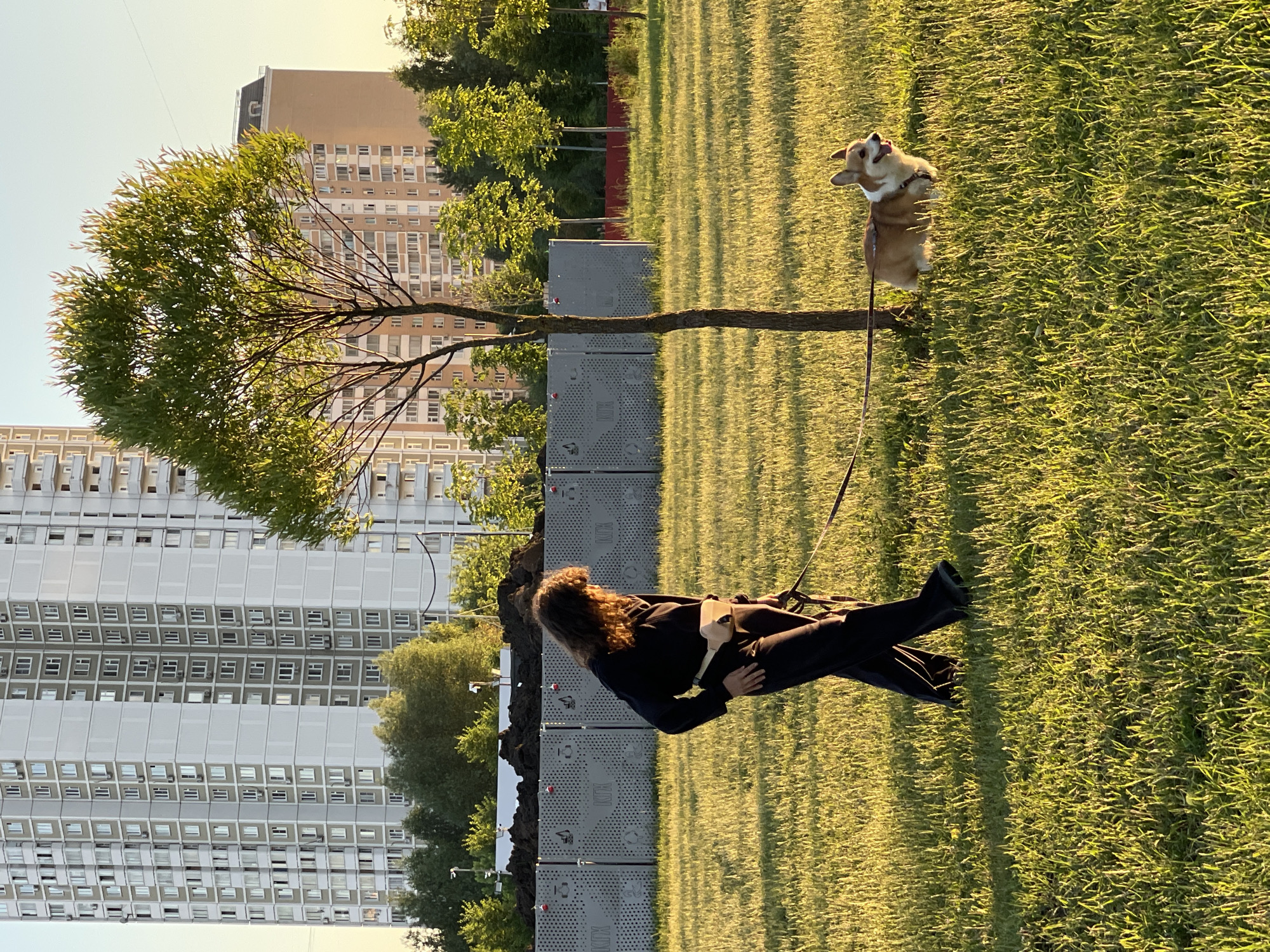 In Moscow, Russia, a person with curly brown hair, wearing a black outfit and a light-colored fanny pack, is walking a Pembroke Welsh Corgi on a leash in a grassy park. The dog is lying down. Behind them, a tall apartment building and trees are visible. The scene is illuminated by the warm light of the setting sun.