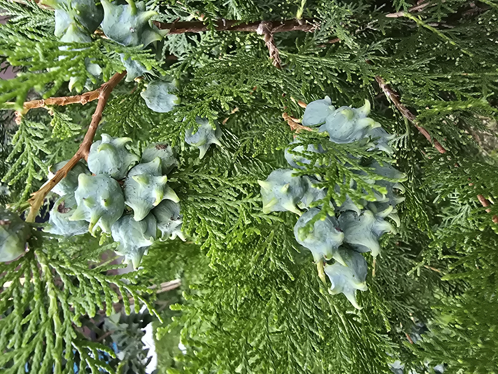 The image depicts a close-up view of the cones and foliage of a cypress tree. The cones are light blue-green and have a star-like appearance with pointed tips. They are clustered on branches amidst dense, green, scale-like leaves characteristic of cypress trees. The overall impression is one of natural detail, focusing on the reproductive structures of the plant. The image does not provide any context regarding its location in Vyshneve, Ukraine, nor does it contain any people, actions, or interactions.