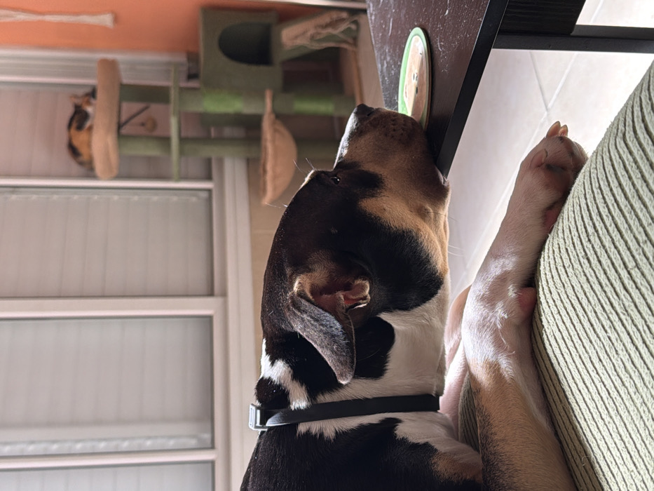 The image depicts an indoor residential environment, stated to be in Tel-Aviv, Israel, though specific visual identifiers for this city are not discernible from the scene.
In the foreground, a tri-color dog, predominantly black and white with tan markings, is observed resting on a light green, horizontally striped cushion. The dog wears a black collar with a grey clasp on its neck. Its head is positioned at the edge of a dark, rectangular table, with its snout near a light-colored, green-rimmed circular coaster resting on the table surface. The dog's eyes are open, directed forward.
In the mid-ground, a multi-level cat tree, featuring green posts and beige platforms, is visible. A calico cat, with orange, black, and white fur, is resting on the highest platform of the cat tree, appearing still. The background features a large window with white frames and horizontal blinds, admitting bright natural light into the room. An orange-painted wall is visible to the right of the window.