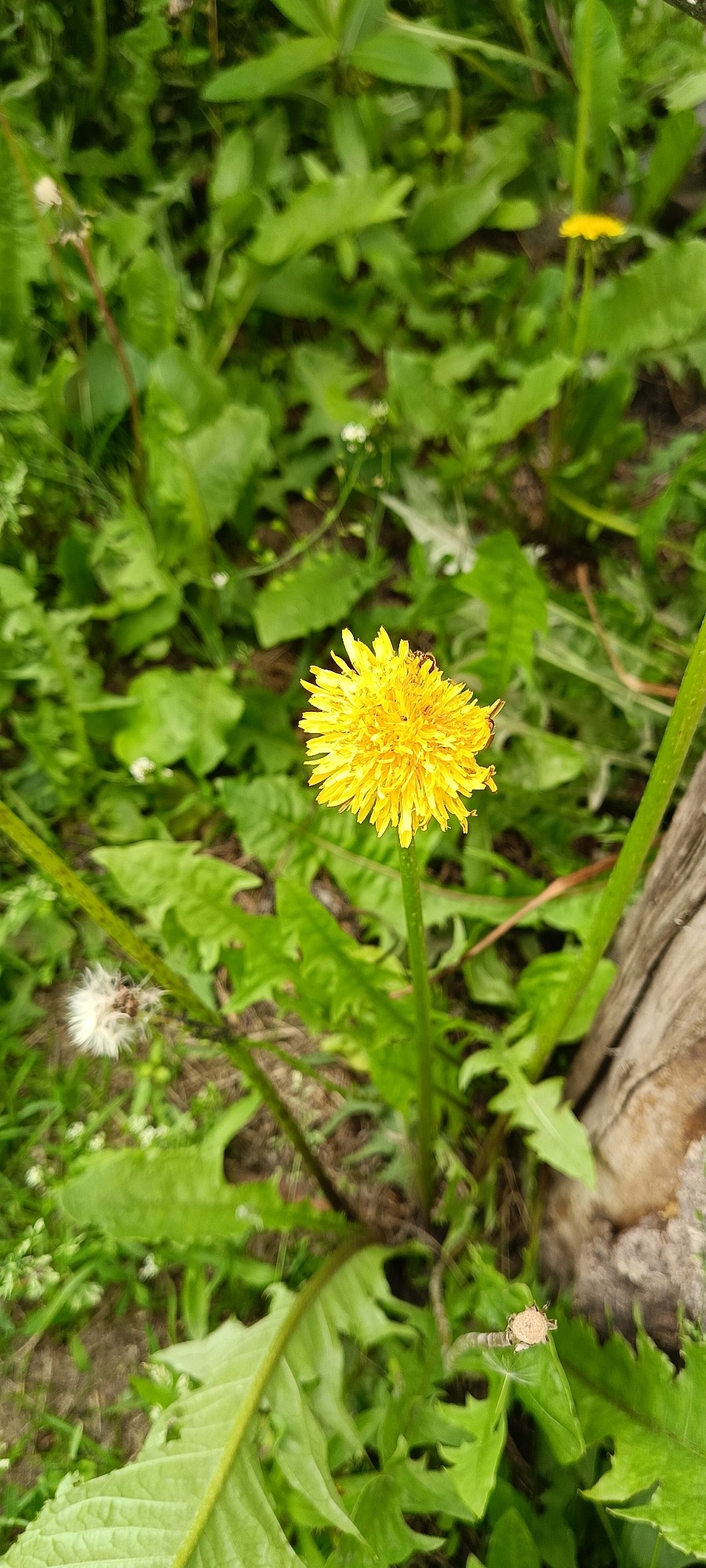 A close-up, vertical shot captures a single yellow dandelion flower in full bloom, centered in the frame. The dandelion has a rounded, textured head composed of numerous ray florets. A small dark insect is visible on the top of the flower. The flower is supported by a thick, green stem. In the foreground and background, lush green foliage dominates, with some leaves appearing serrated. To the left of the dandelion, a faded dandelion seed head, appearing white and fluffy, is visible. To the right of the dandelion, a section of rough, weathered wood, possibly a fence post or log, is partially visible. The scene is set outdoors, likely in a natural or garden environment within Каменное, Russia, characterized by abundant plant life.