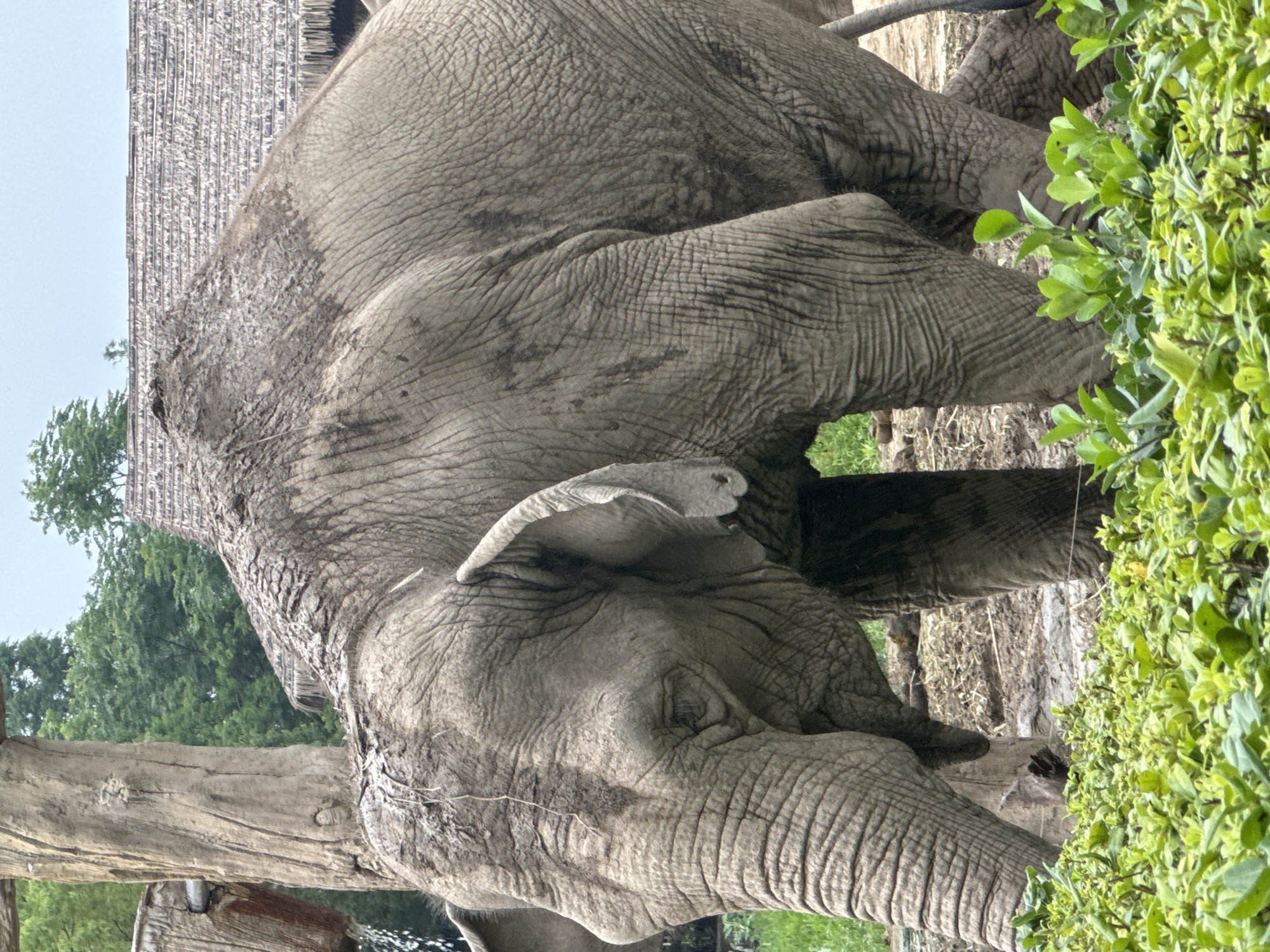 An adult elephant is shown in an outdoor enclosure. The elephant is facing left, with its head lowered. Its skin is gray and wrinkled, with patches of mud on its back and head. In the background, there is a thatched-roof structure and lush green trees. In the foreground, there is a dense growth of green bushes. The lighting suggests it is daytime. The location is identified as Pudong, China.