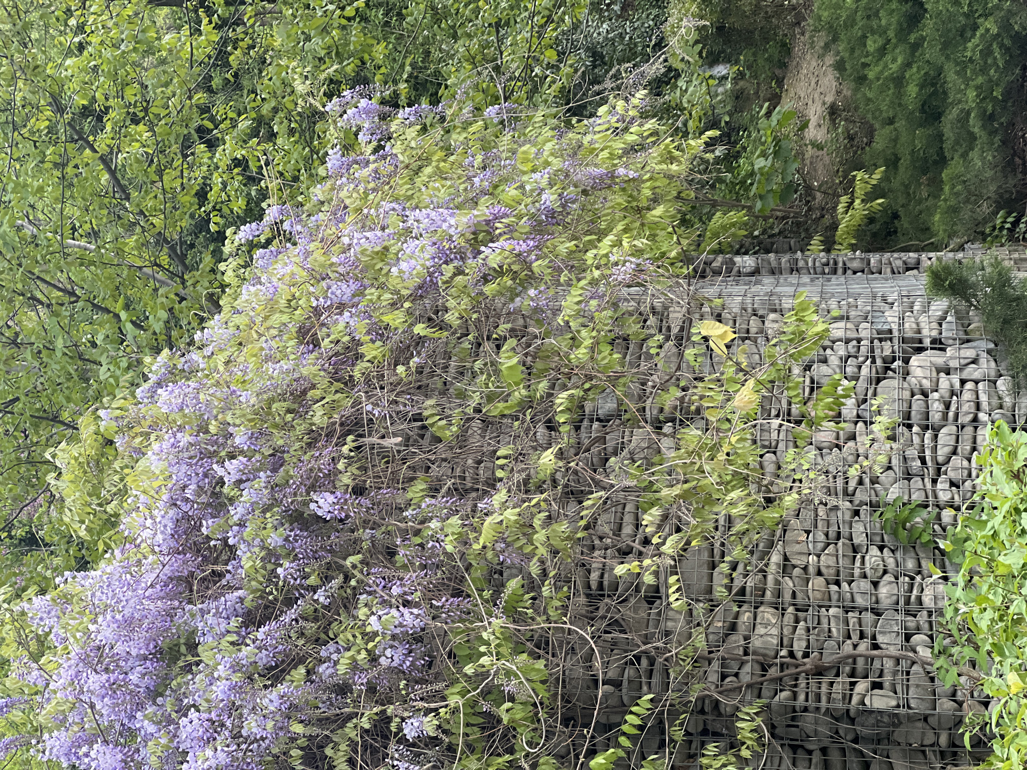 The image displays a vibrant outdoor scene in Tbilisi, Georgia, centered around a luxuriant wisteria vine in full bloom. Cascading clusters of light purple flowers and abundant green foliage dominate the left and central parts of the frame, intertwining with the plant's woody stems. The wisteria appears to be growing over and beside a multi-tiered gabion retaining wall, which is prominent on the right side of the image. This wall is constructed from wire mesh cages filled with numerous smooth, grey, and light-colored river stones, providing a textural contrast to the soft plant life.
Behind the wisteria and the gabion wall, dense green foliage from various trees and shrubs fills the background, suggesting a rich natural environment, possibly a garden or a hillside. The leaves of the wisteria and some other plants show slight movement, indicative of a gentle breeze. The scene is illuminated by soft, diffused daylight, suggesting either an overcast day or a time when direct sunlight is not harsh. There are no people or discernible activities taking place, presenting a tranquil and static landscape view. No text is visible in the image.