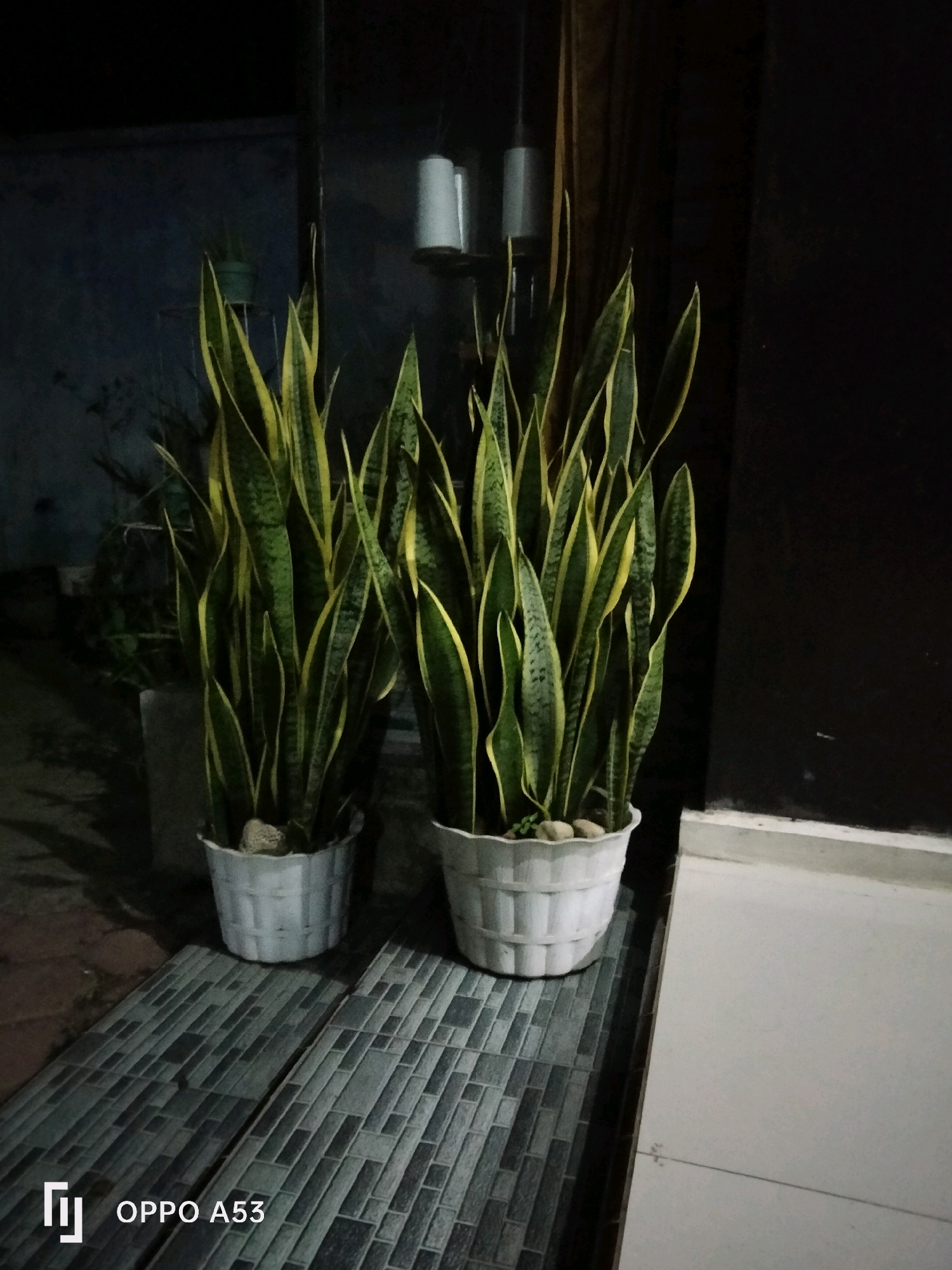 Two snake plants, in white cylindrical planters, are positioned on a tiled walkway. The plants have long, upright, green leaves with yellow edges. The planters are filled with small, light-colored stones. Behind the plants, a dark wall is visible, with some vertical elements and a light-colored pole. The walkway features a pattern of rectangular gray and dark gray tiles. The bottom left corner of the image contains the text "OPPO A53". The overall lighting suggests it is nighttime or a dimly lit area. There are no people or animals visible in the image. The scene appears to be outdoors, possibly on a porch or patio in a residential area. The location in Trenggalek, Indonesia, cannot be definitively determined from the visual information alone, but the presence of common houseplants and outdoor tiling are consistent with many urban and suburban environments in the region.