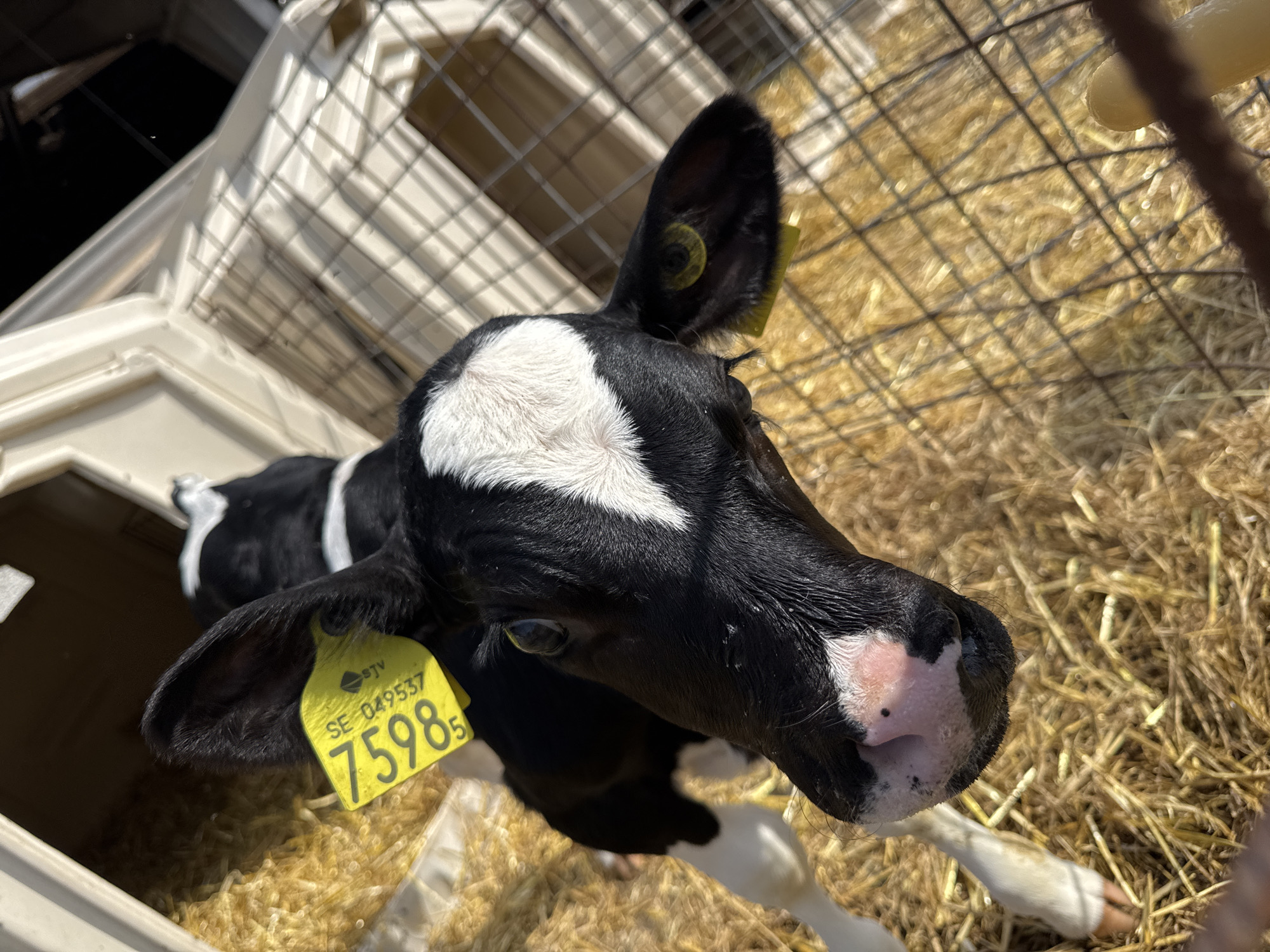 A close-up, high-angle shot shows the head of a black and white calf in a pen filled with straw. The calf is looking directly at the camera, its eyes are visible and appear yellow. A yellow tag with the number "75985" is attached to its ear, along with other markings. The calf has a pink nose with black spots and a white marking on its forehead. The background consists of the calf's pen, which is made of metal bars and has a straw-covered floor. A second calf is partially visible behind the first. The scene is outdoors, indicated by the bright sunlight. The location of Tvååker, Sweden is not depicted in the image.