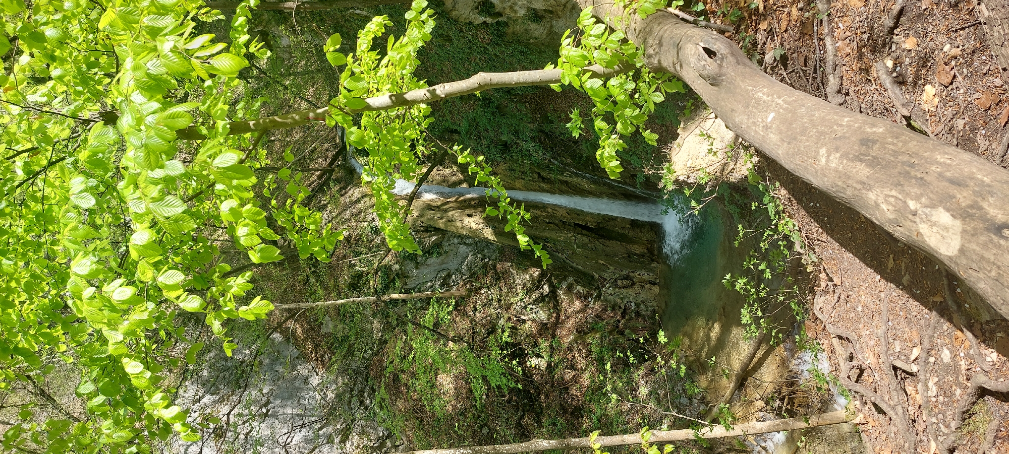 A landscape photograph shows a waterfall and its pool viewed from above, framed by foliage and a fallen tree trunk. The waterfall descends over a rocky cliff face into a pool of water. The foreground is dominated by the bright green leaves of a tree on the left and a large fallen tree trunk extending from the upper right corner across the top of the frame. The ground around the pool is covered in fallen leaves and small roots. The image is possibly taken in the area near Бачковски манастир, Bulgaria, given the natural environment.
