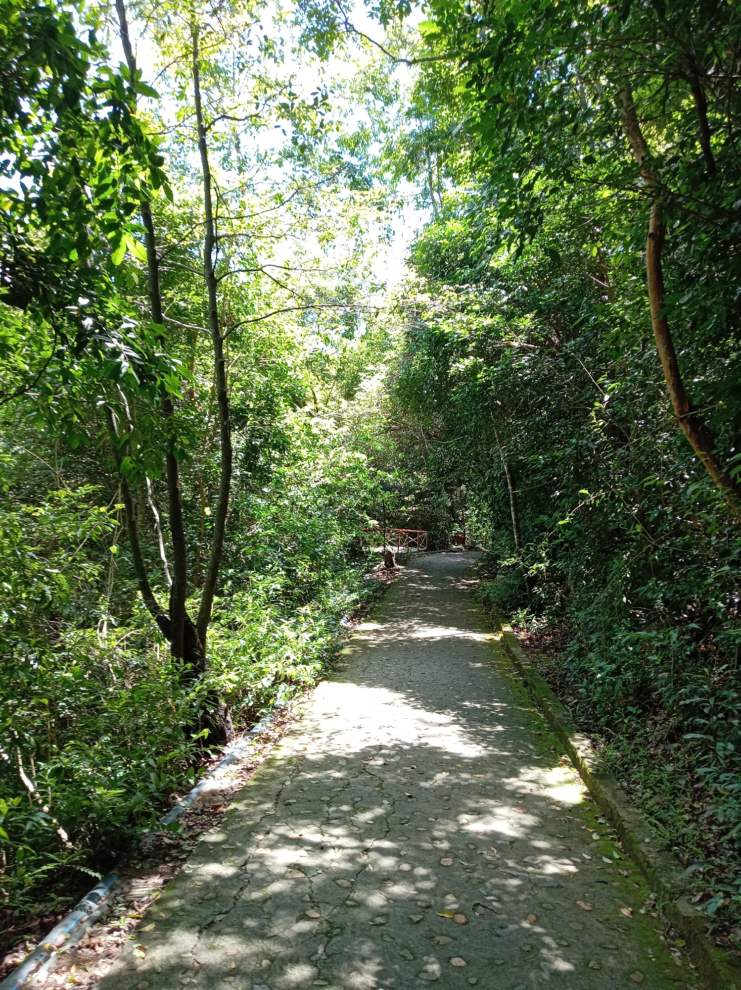 The image depicts a paved pathway winding through a lush, green forest. Sunlight filters through the dense canopy of trees, casting dappled shadows on the path. The pathway appears to be made of concrete and shows some signs of wear, with cracks and moss visible. On the left side of the path, a black pipe runs along the edge, partially obscured by foliage. Further down the path, a small wooden structure, possibly a bridge or a resting area, is visible. The forest itself is thick with vegetation, with a variety of trees and undergrowth. The scene suggests a natural park or a well-maintained trail within a forested area. The location is identified as being in the city of Nam Ninh Hoa, Vietnam.