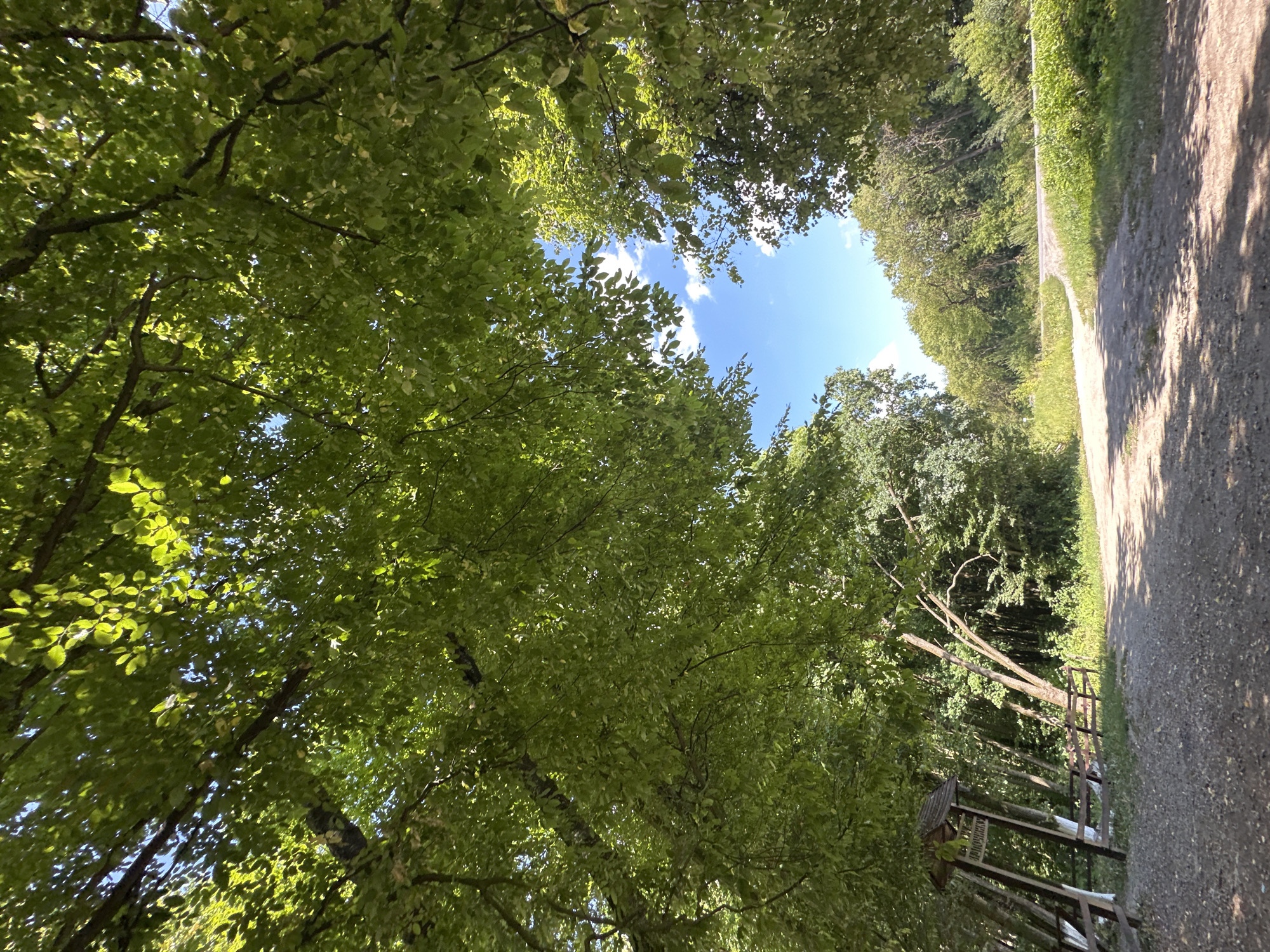 This is a low-angle, vertical shot of a dirt path leading through a wooded area in Shatava, Ukraine. The path curves to the right, disappearing into the distance. Lush green trees with dense foliage overhang the path, creating a canopy of leaves that filters the sunlight and casts dappled shadows on the ground. The sky, visible through the gaps in the leaves, is a clear blue with a few scattered white clouds. To the left of the path, there is a wooden signpost with Cyrillic text, partially obscured by a wooden fence and leaning trees. Beyond the signpost, the forest continues, with more trees and undergrowth. The overall impression is one of a tranquil, natural setting, possibly a park or a hiking trail.